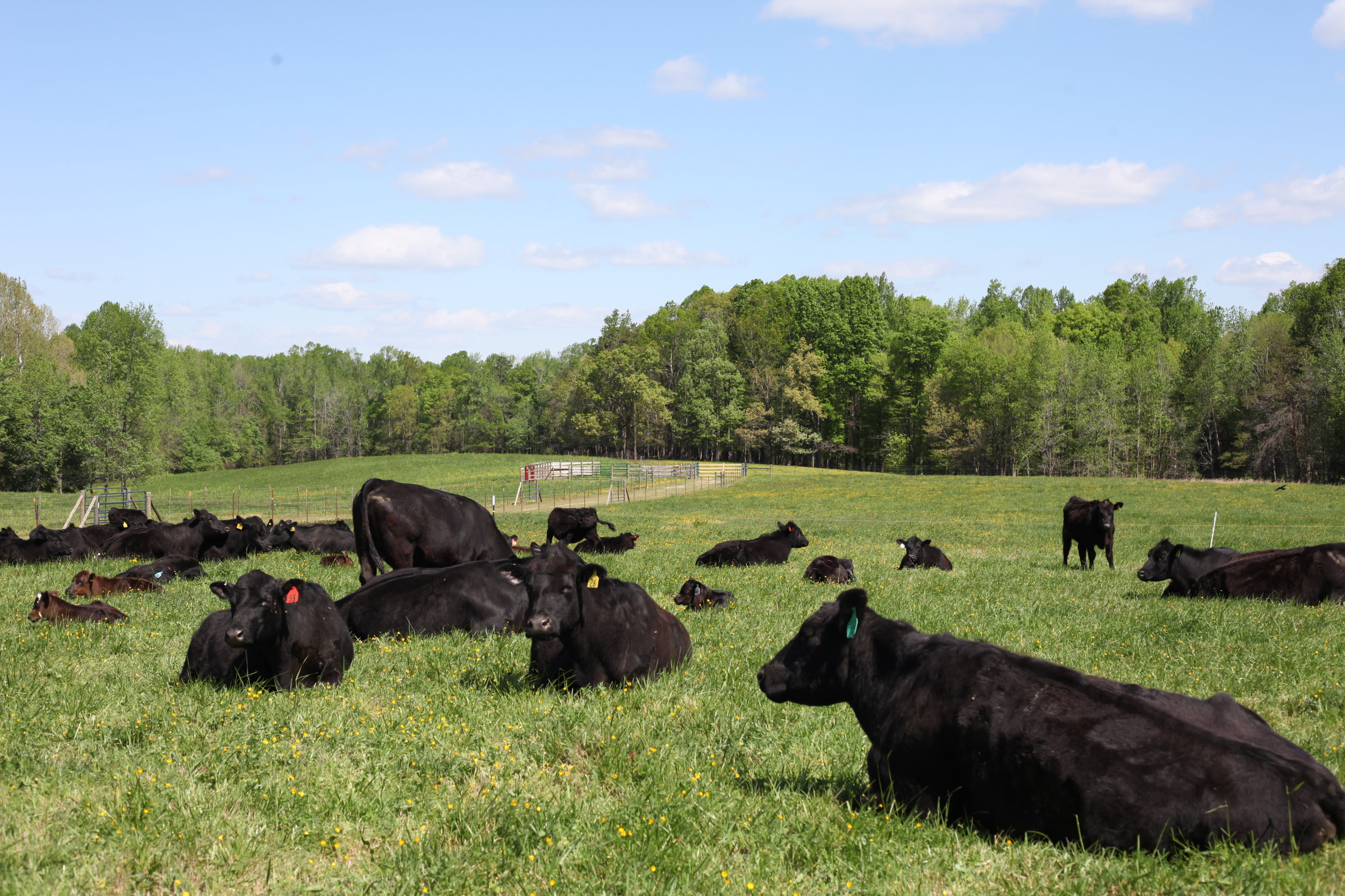 EXP Realty Kati Horvath Realtor® Card