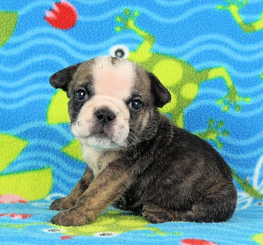 Puppies - Newbies | Sugarplum Bulldogs the smaller English Bulldog Puppies