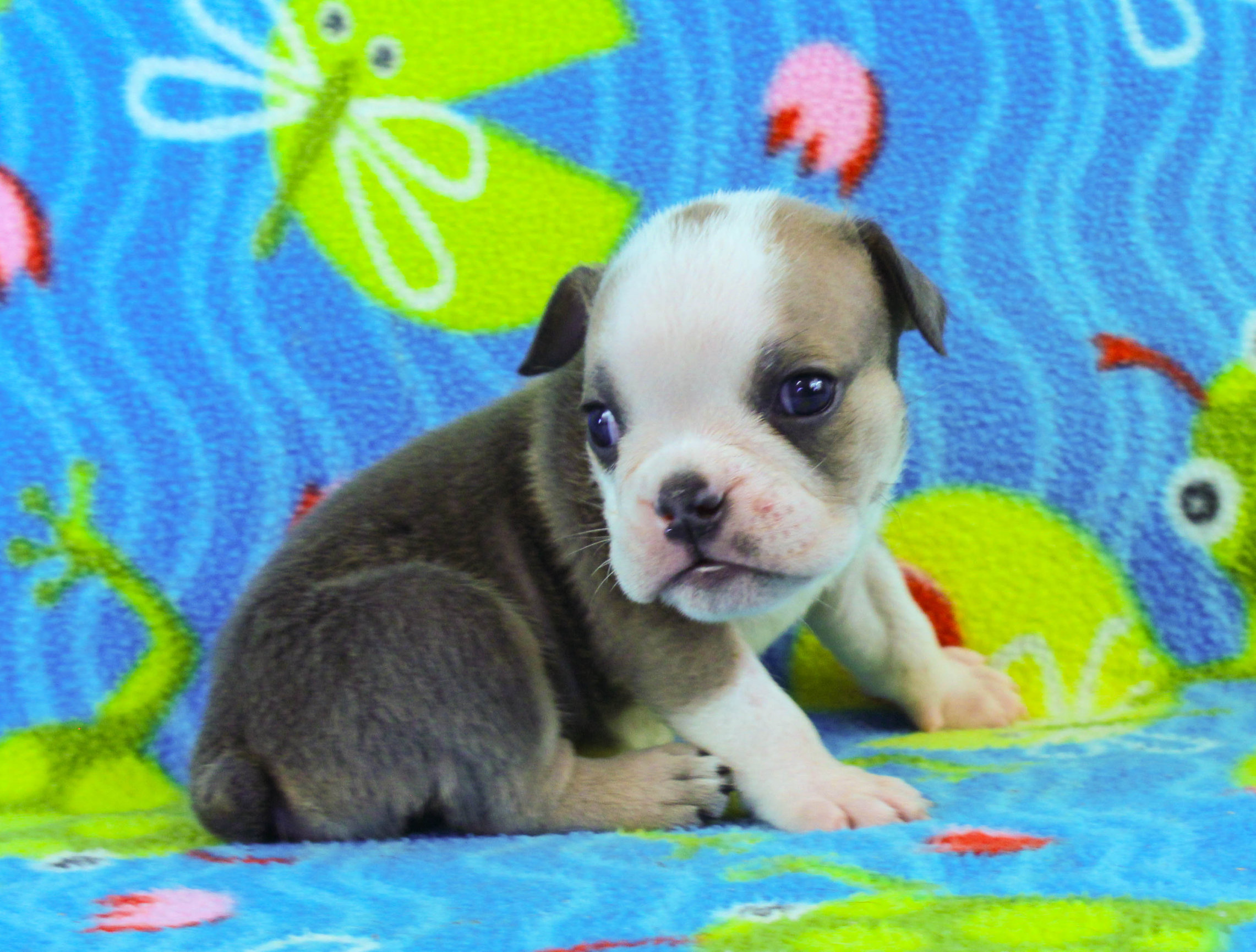 Home of the Smaller AKC English Bulldog Puppies - Newbies