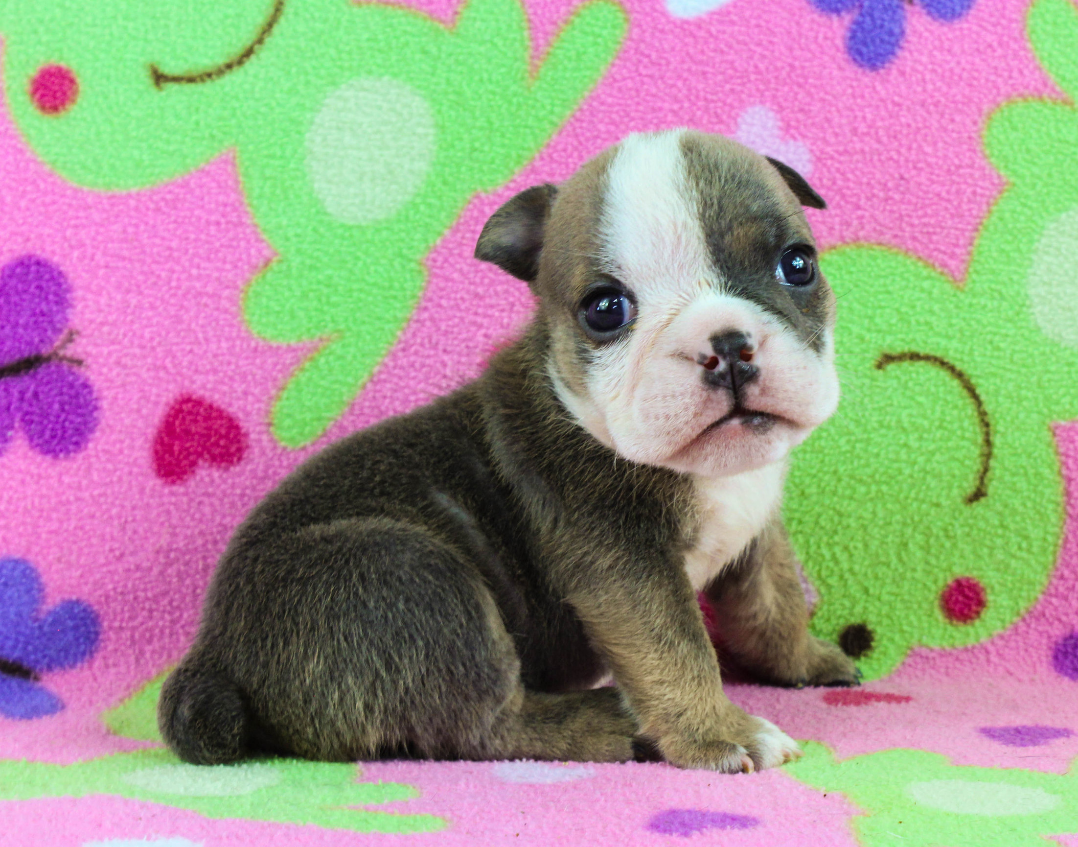 Home of the Smaller AKC English Bulldog Puppies - Newbies