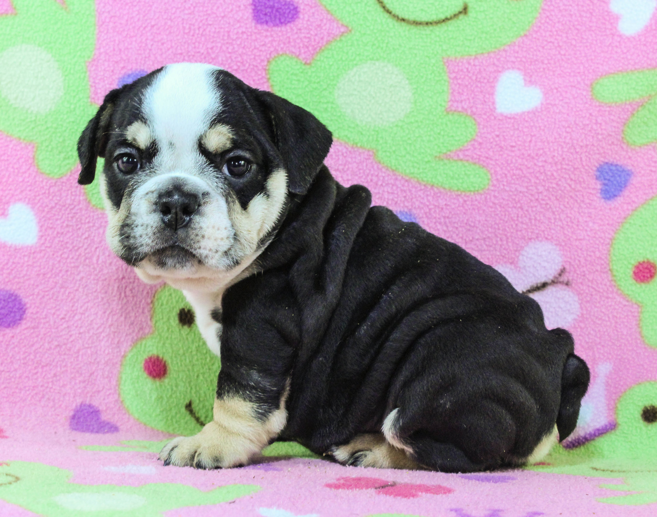 Home of the Smaller AKC English Bulldog Puppies - Newbies