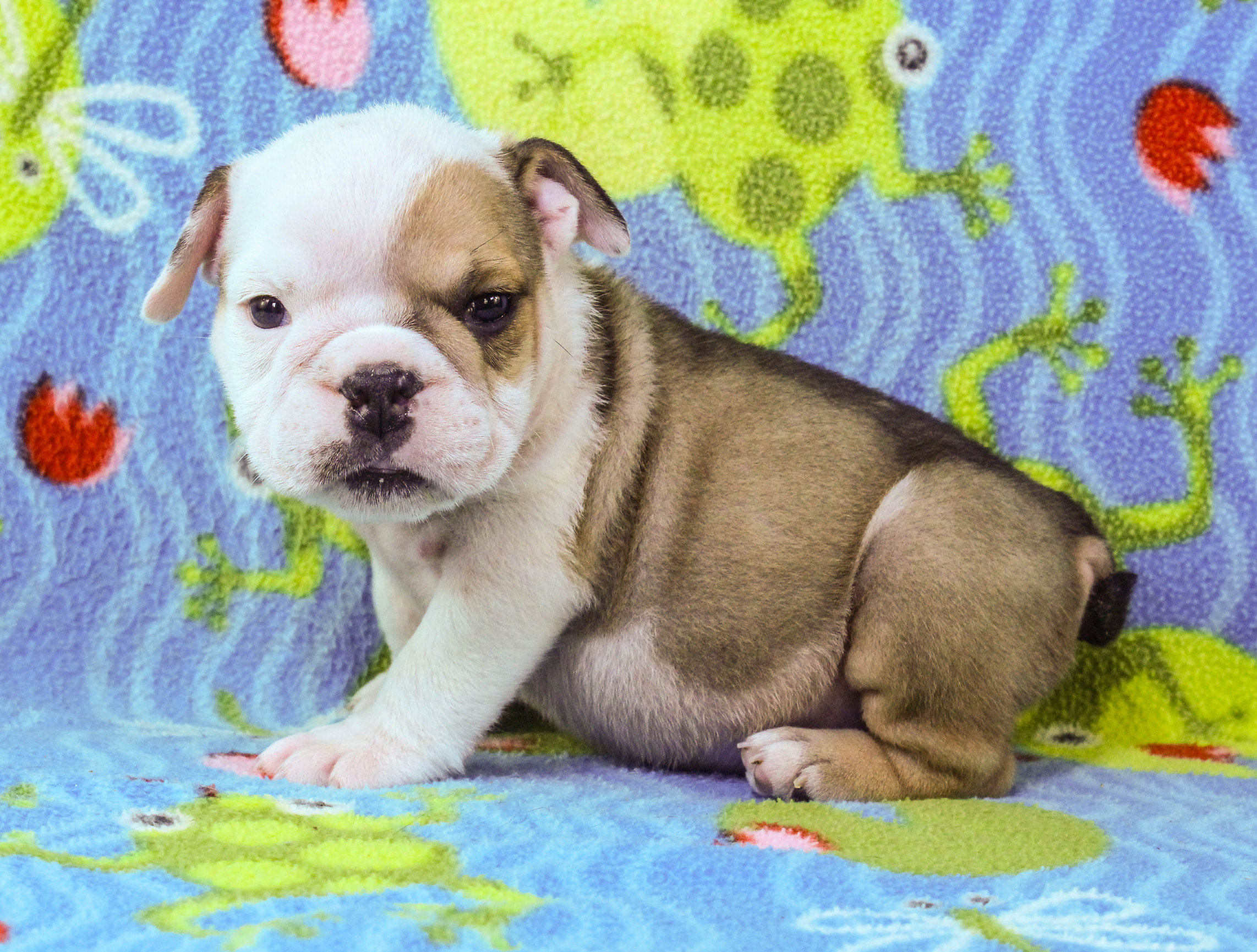 Home of the Smaller AKC English Bulldog Puppies - Newbies