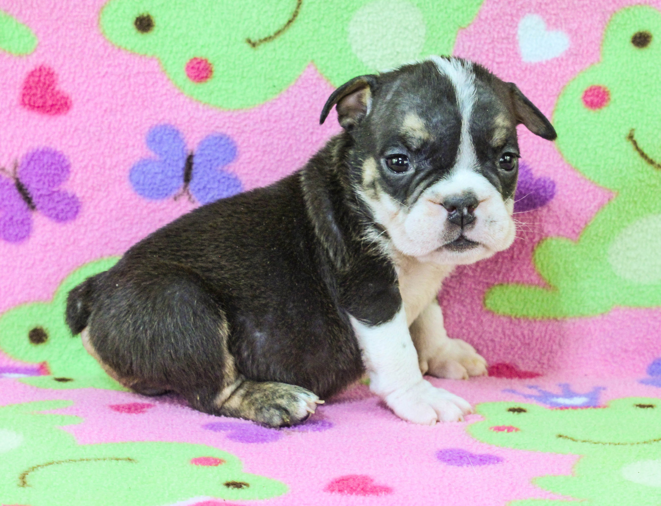 Home of the Smaller AKC English Bulldog Puppies - Newbies