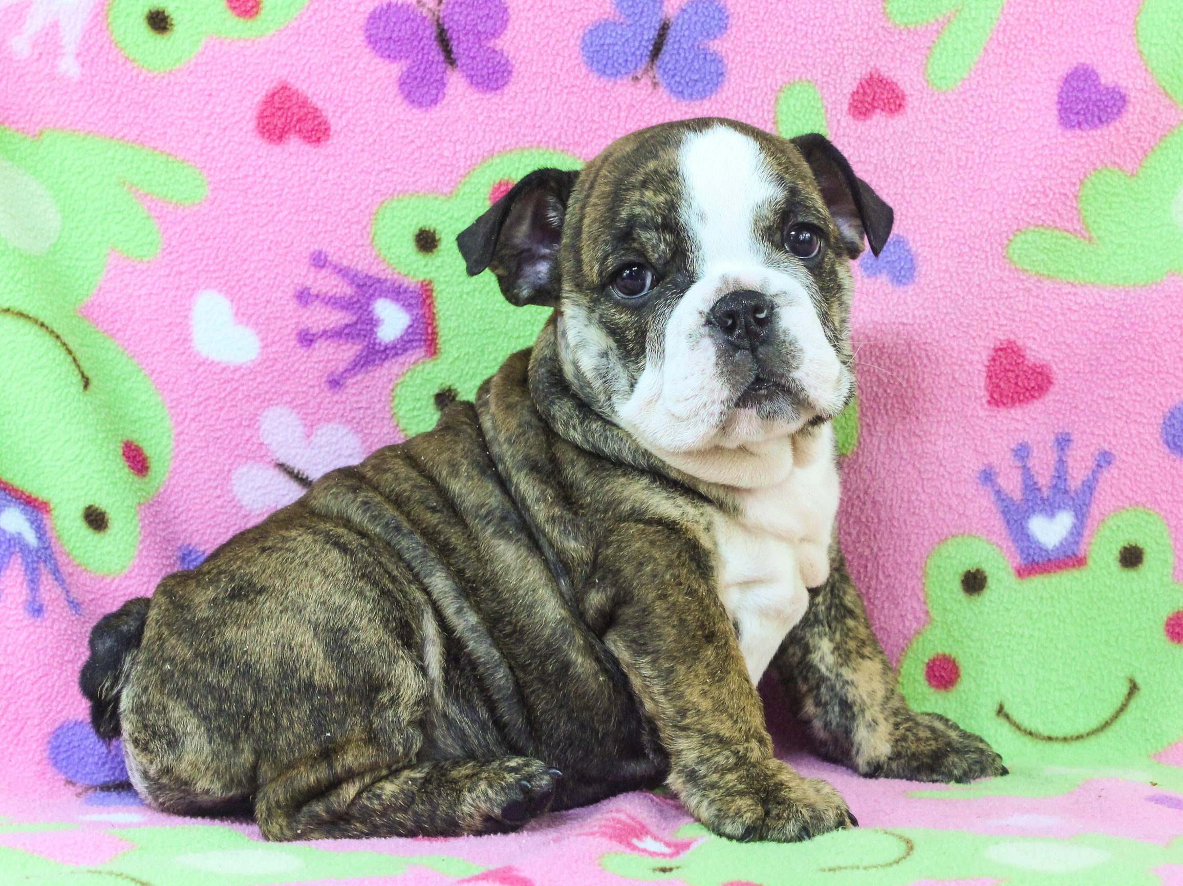 Home of the Smaller AKC English Bulldog Puppies - Newbies