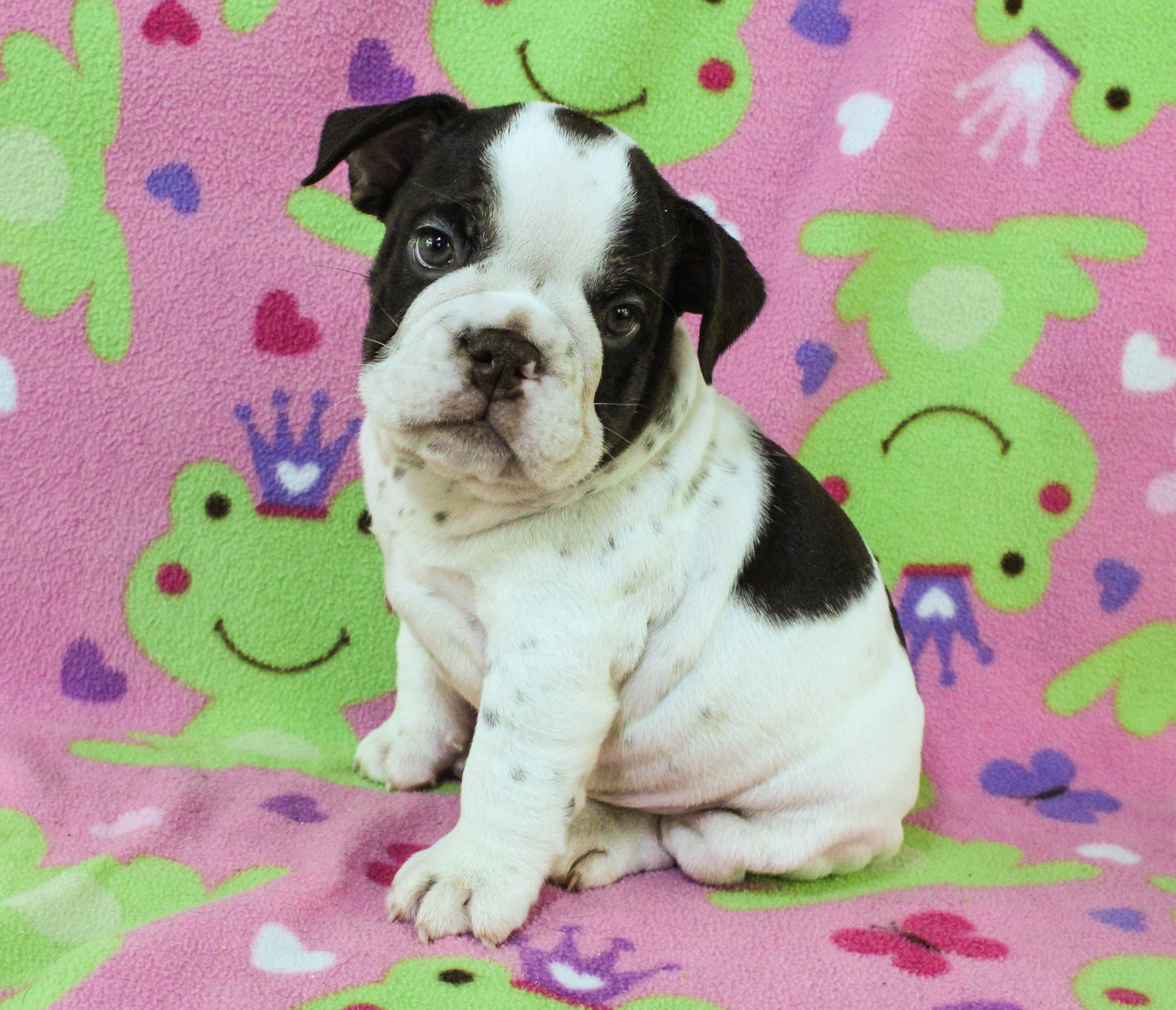 Home of the Smaller AKC English Bulldog Puppies - Newbies