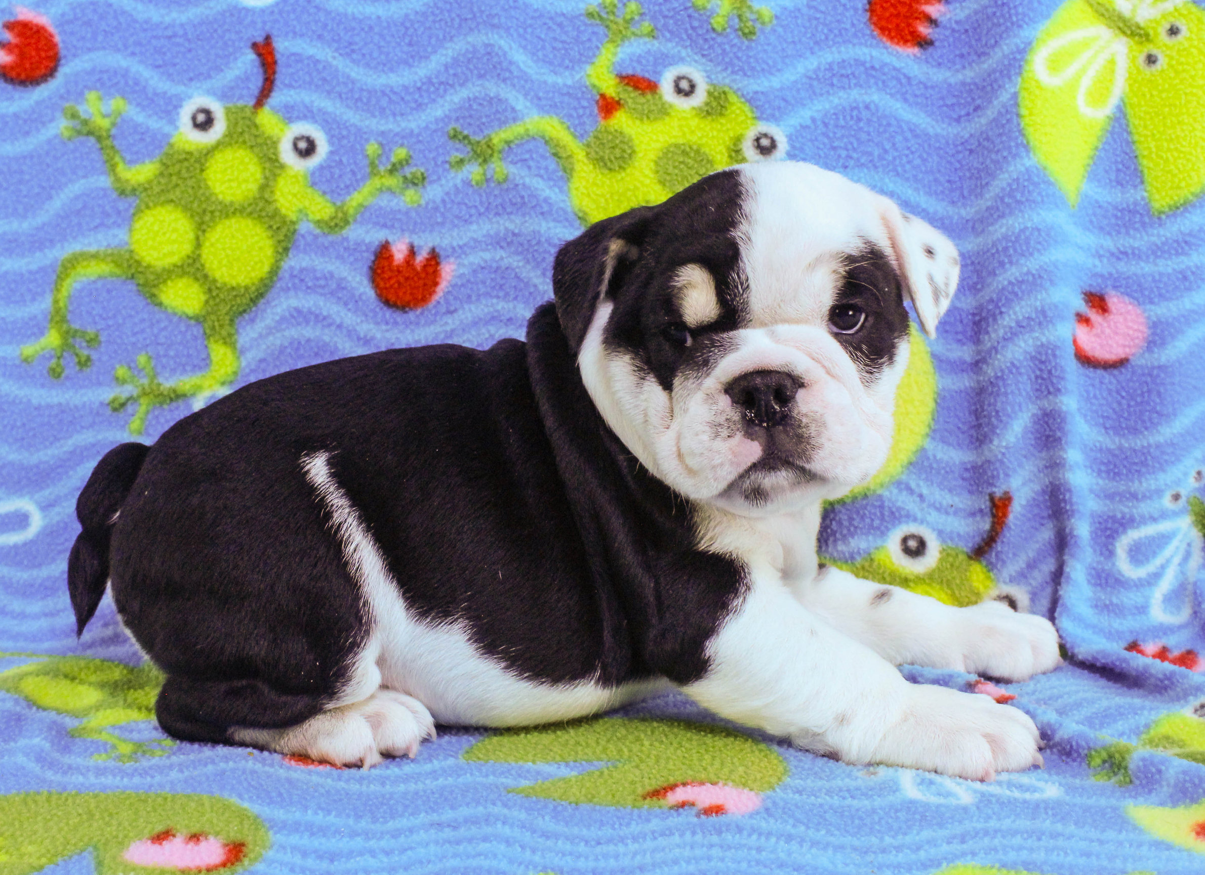 Home of the Smaller AKC English Bulldog Puppies - Newbies