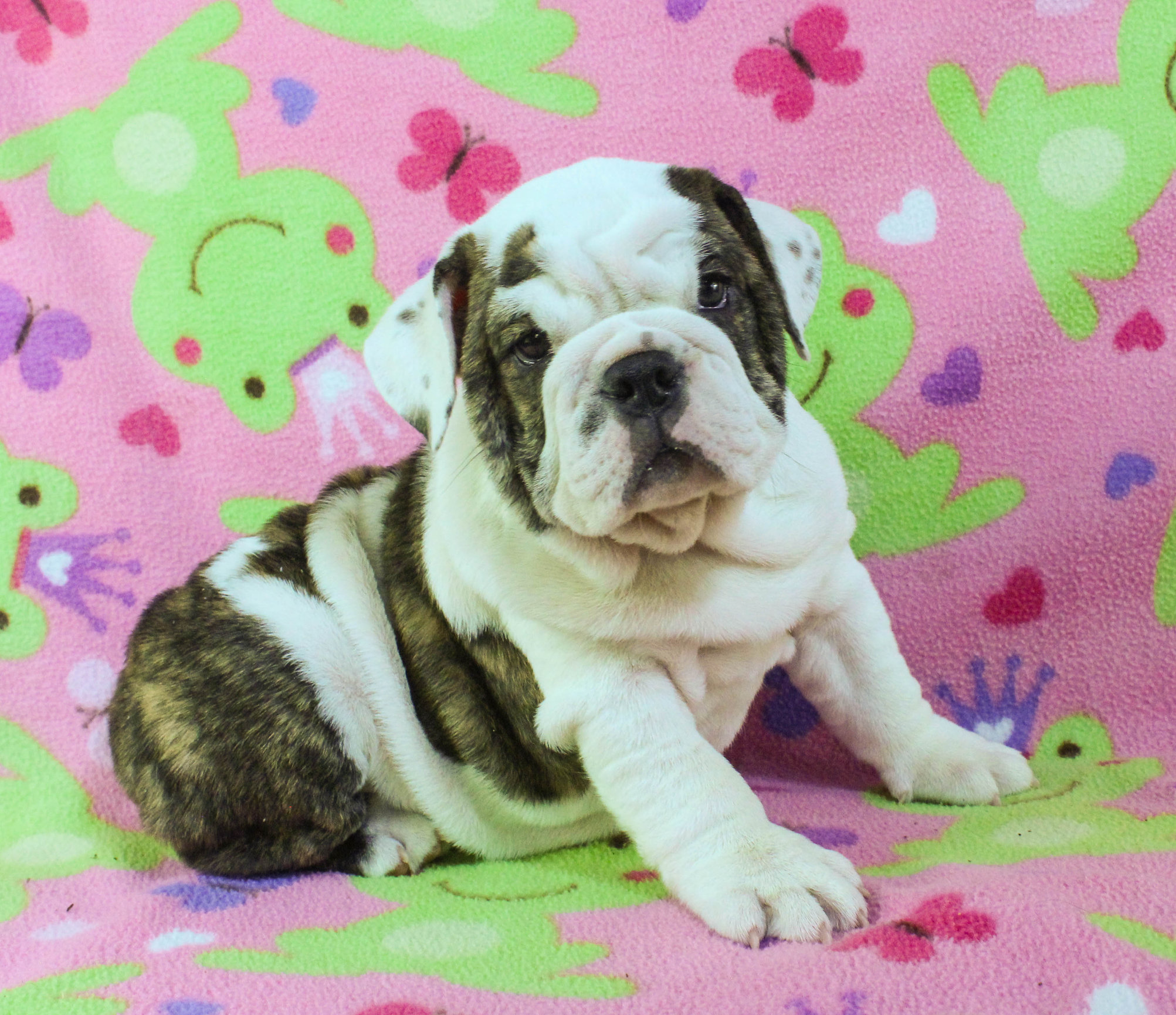 Home of the Smaller AKC English Bulldog Puppies - Newbies