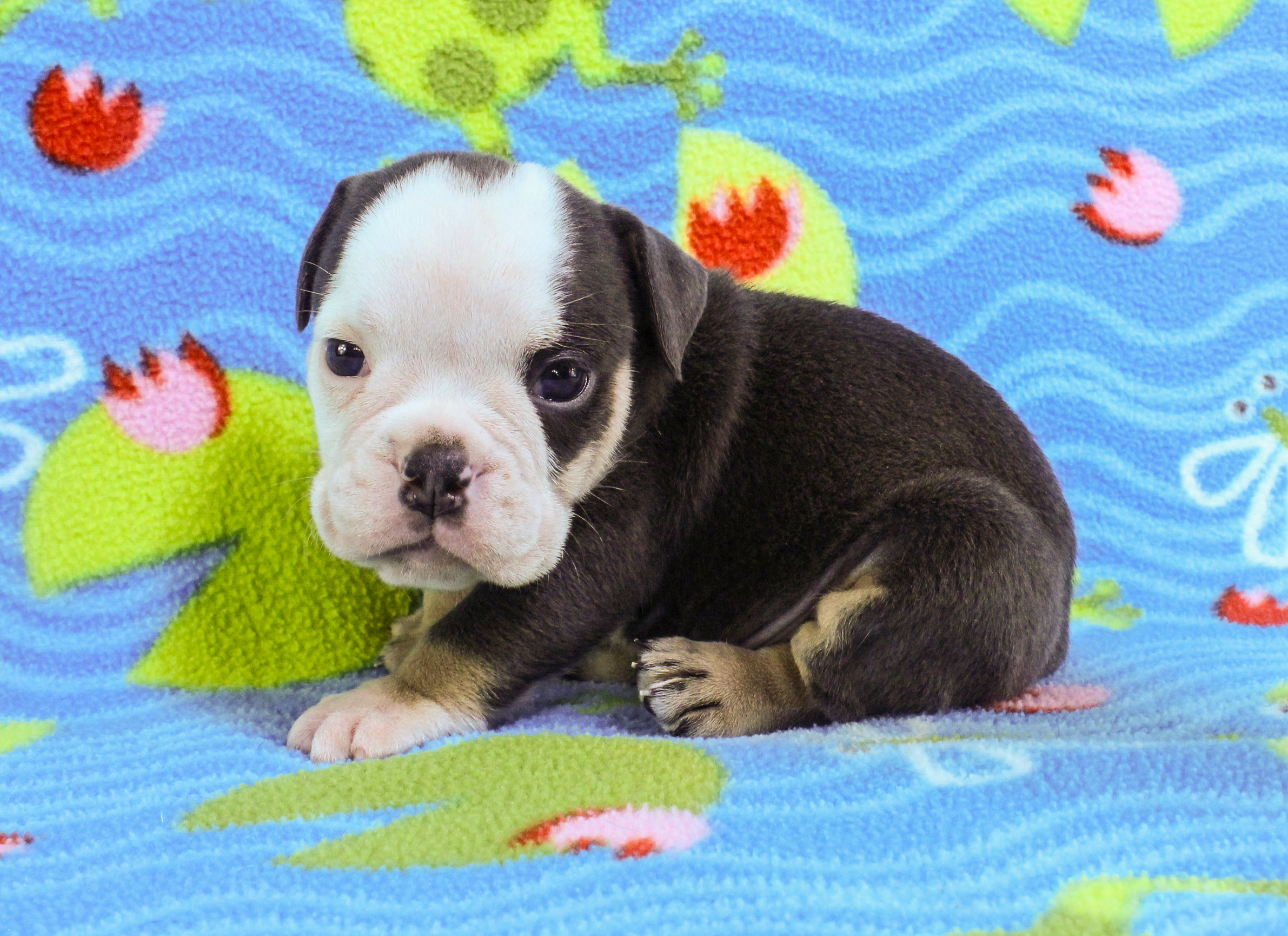 Home of the Smaller AKC English Bulldog Puppies - Newbies