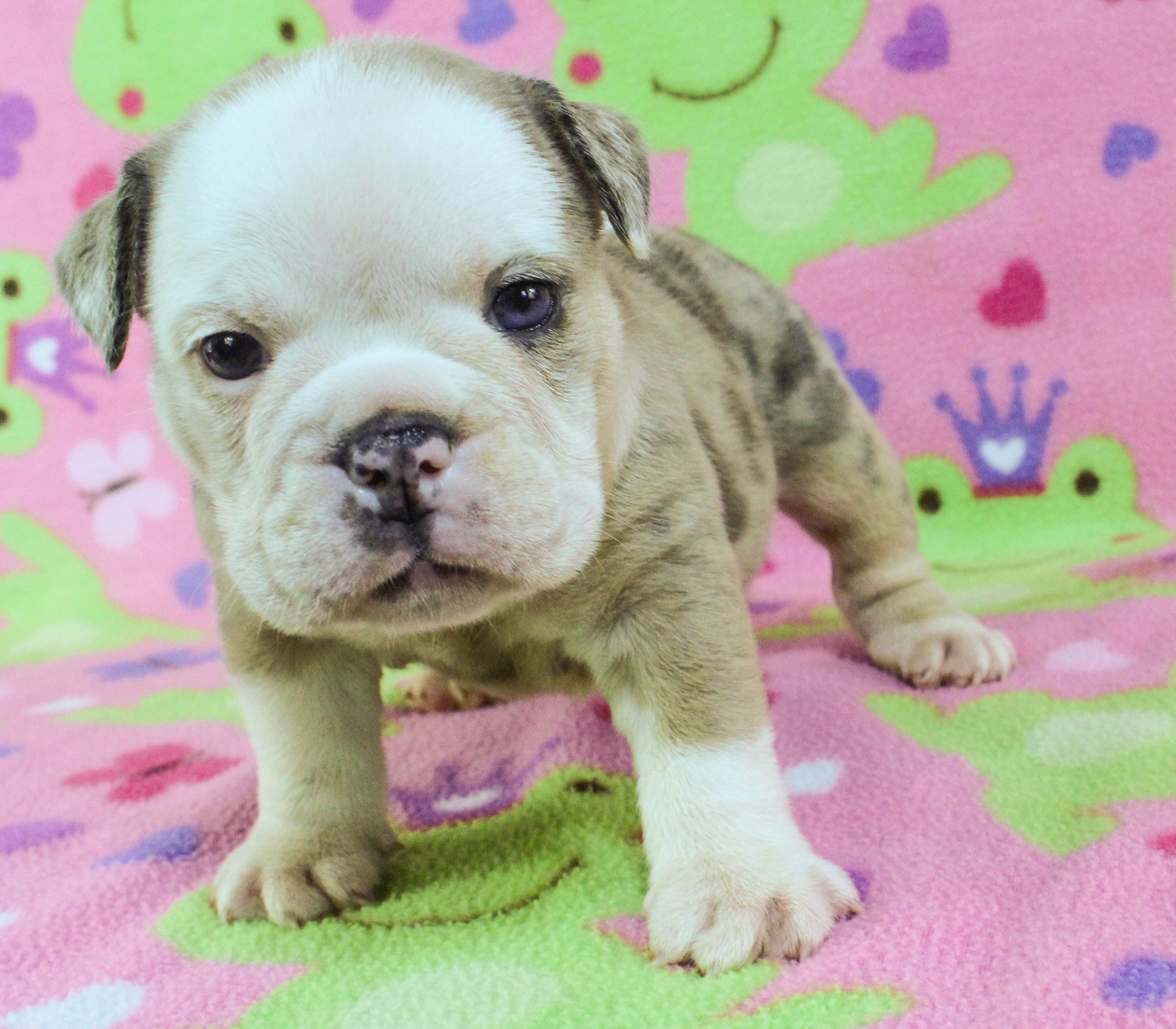 Home of the Smaller AKC English Bulldog Puppies - Newbies