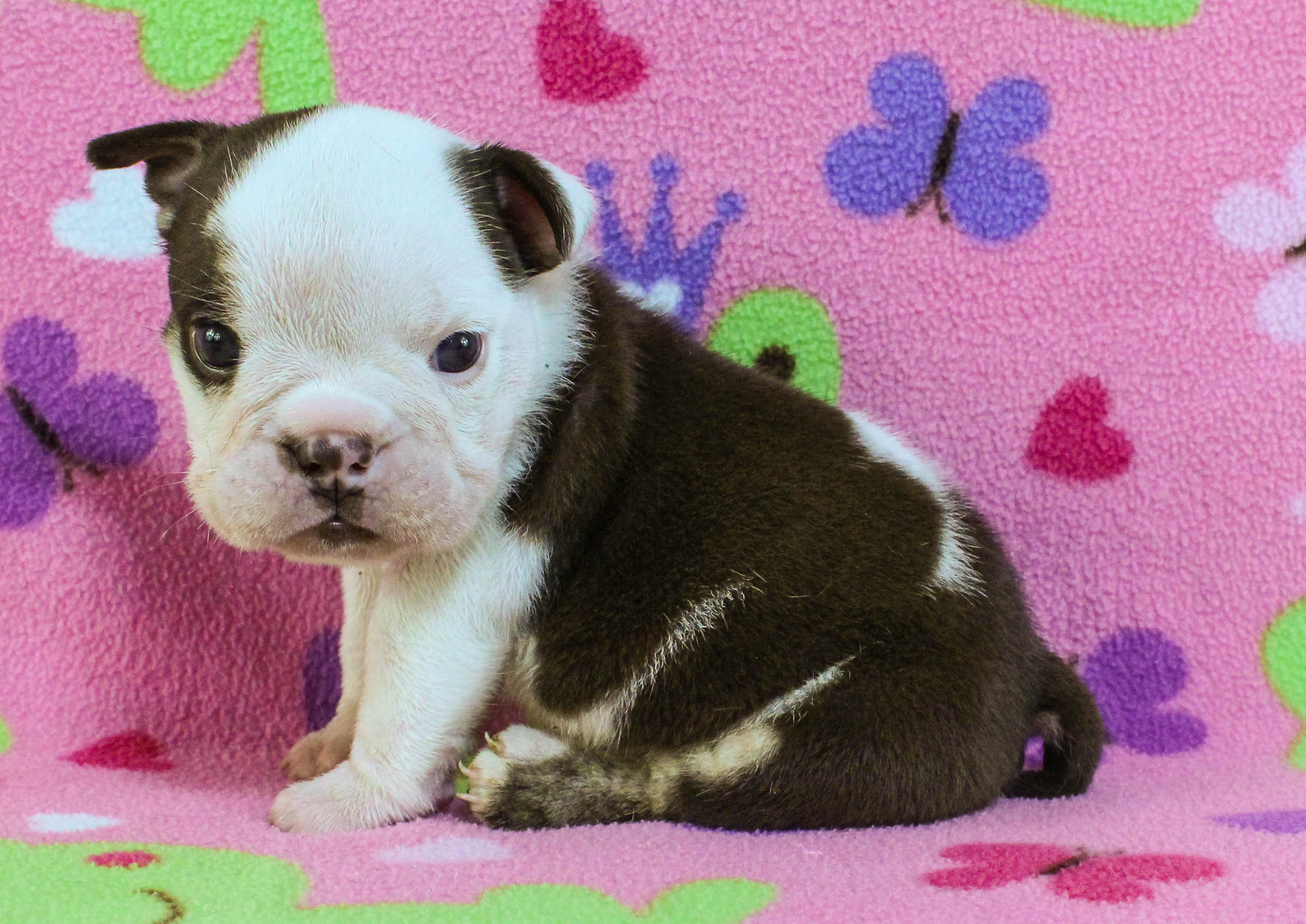 Home of the Smaller AKC English Bulldog Puppies - Newbies