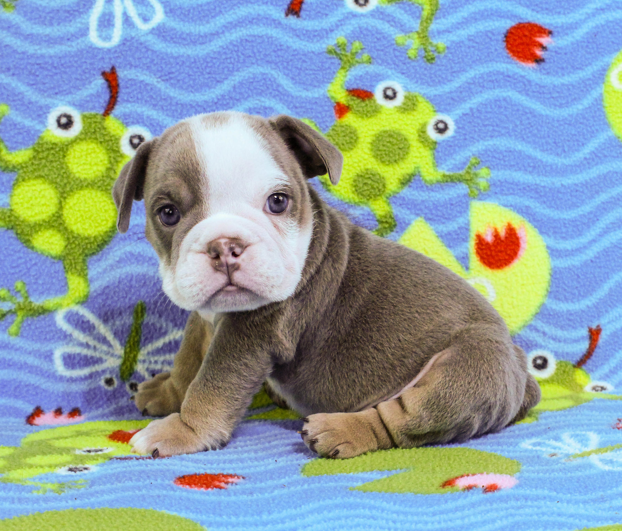 Home of the Smaller AKC English Bulldog Puppies - Newbies