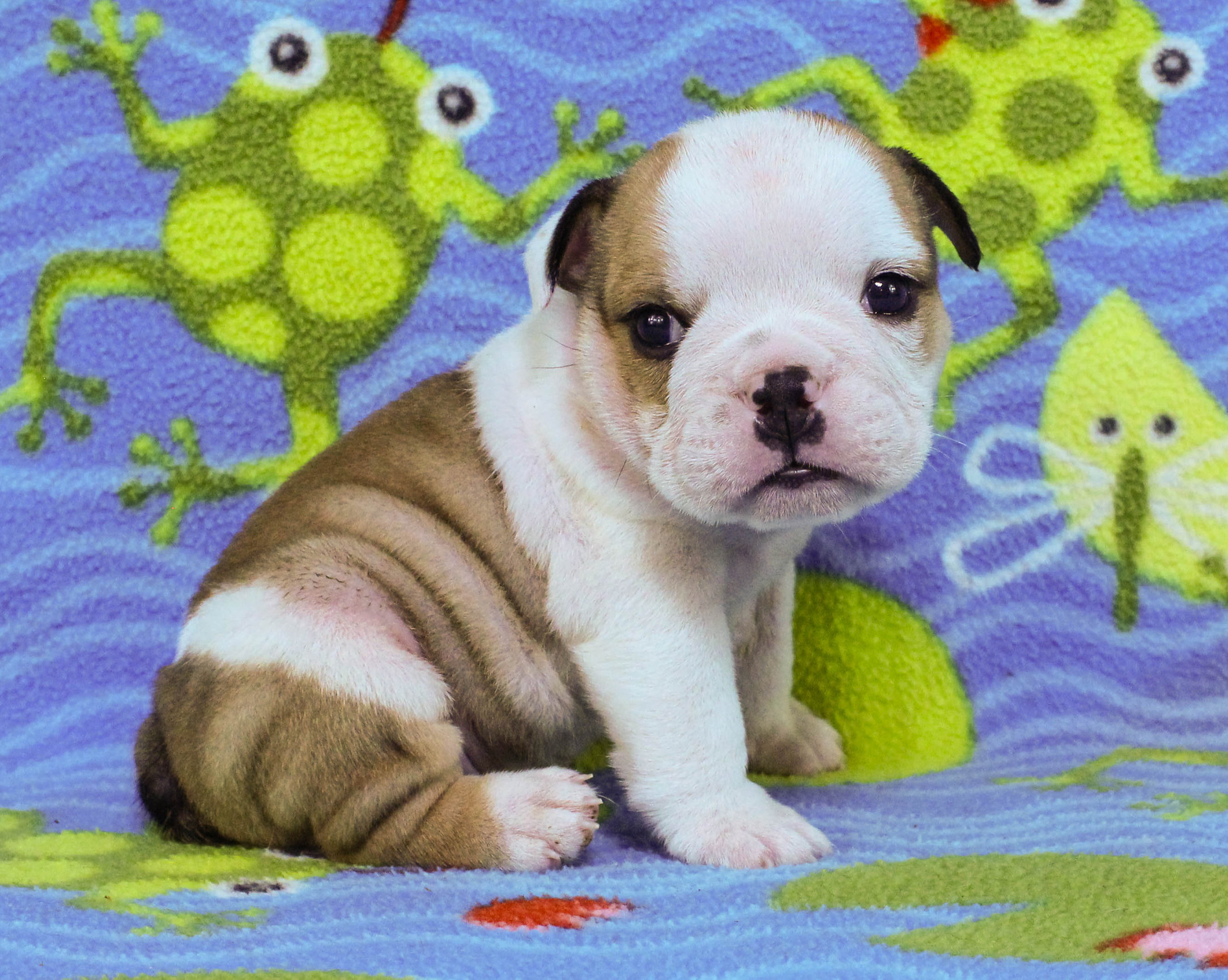 Home of the Smaller AKC English Bulldog Puppies - Newbies