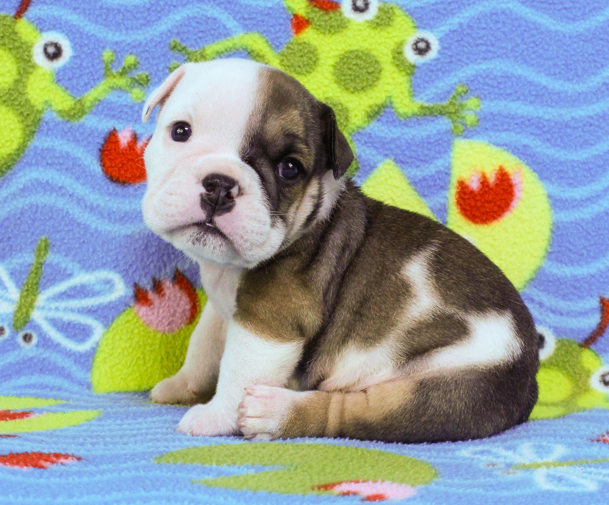 Home of the Smaller AKC English Bulldog Puppies - Newbies