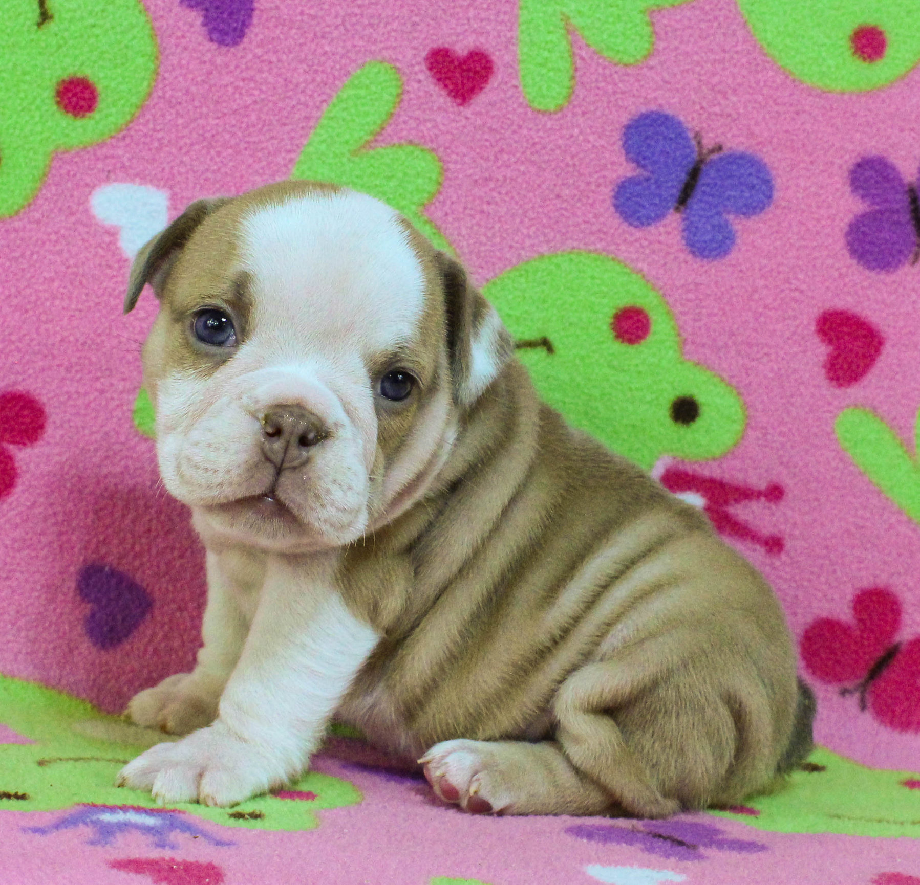 Home of the Smaller AKC English Bulldog Puppies - Newbies