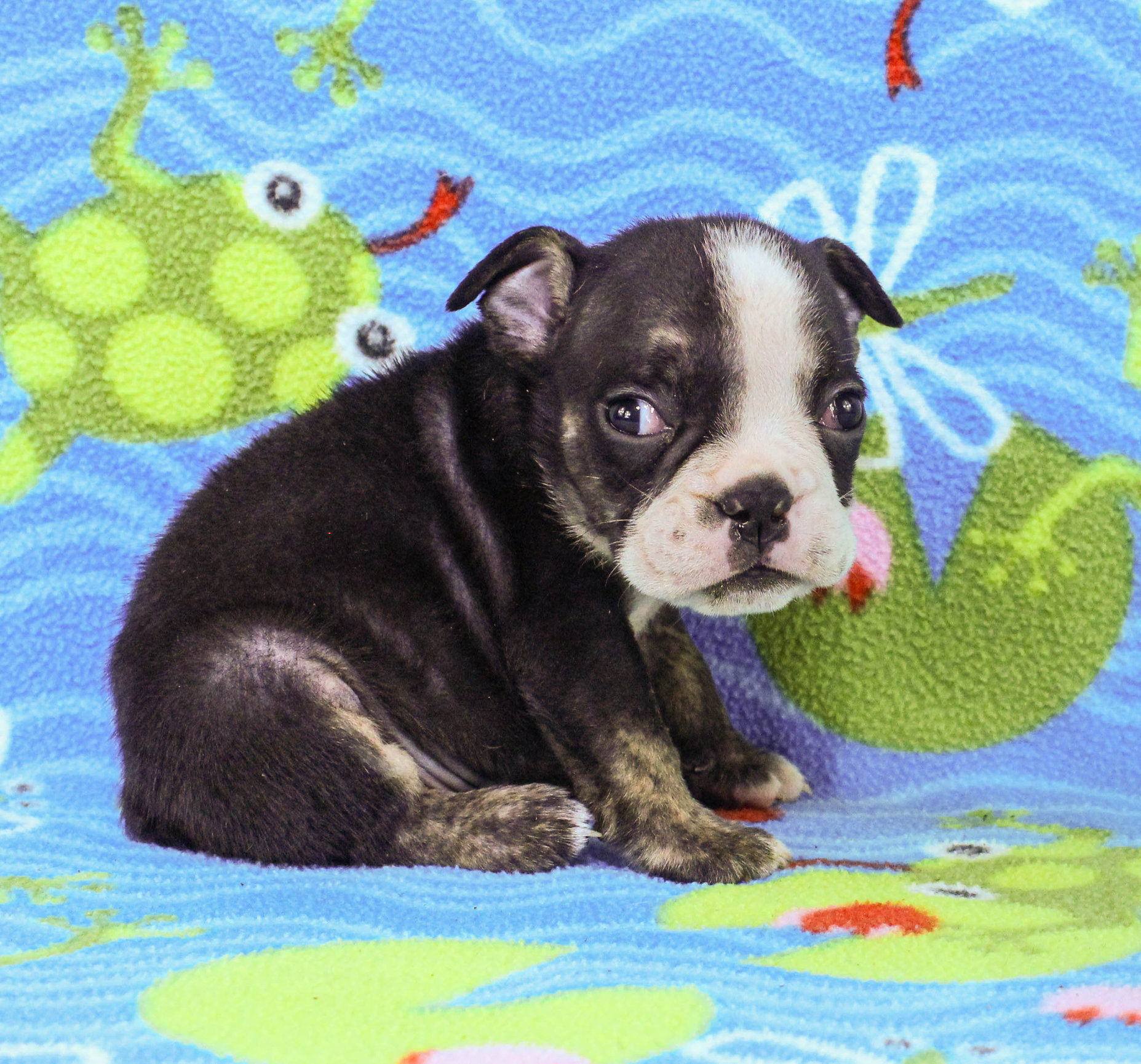 Home of the Smaller AKC English Bulldog Puppies - Newbies