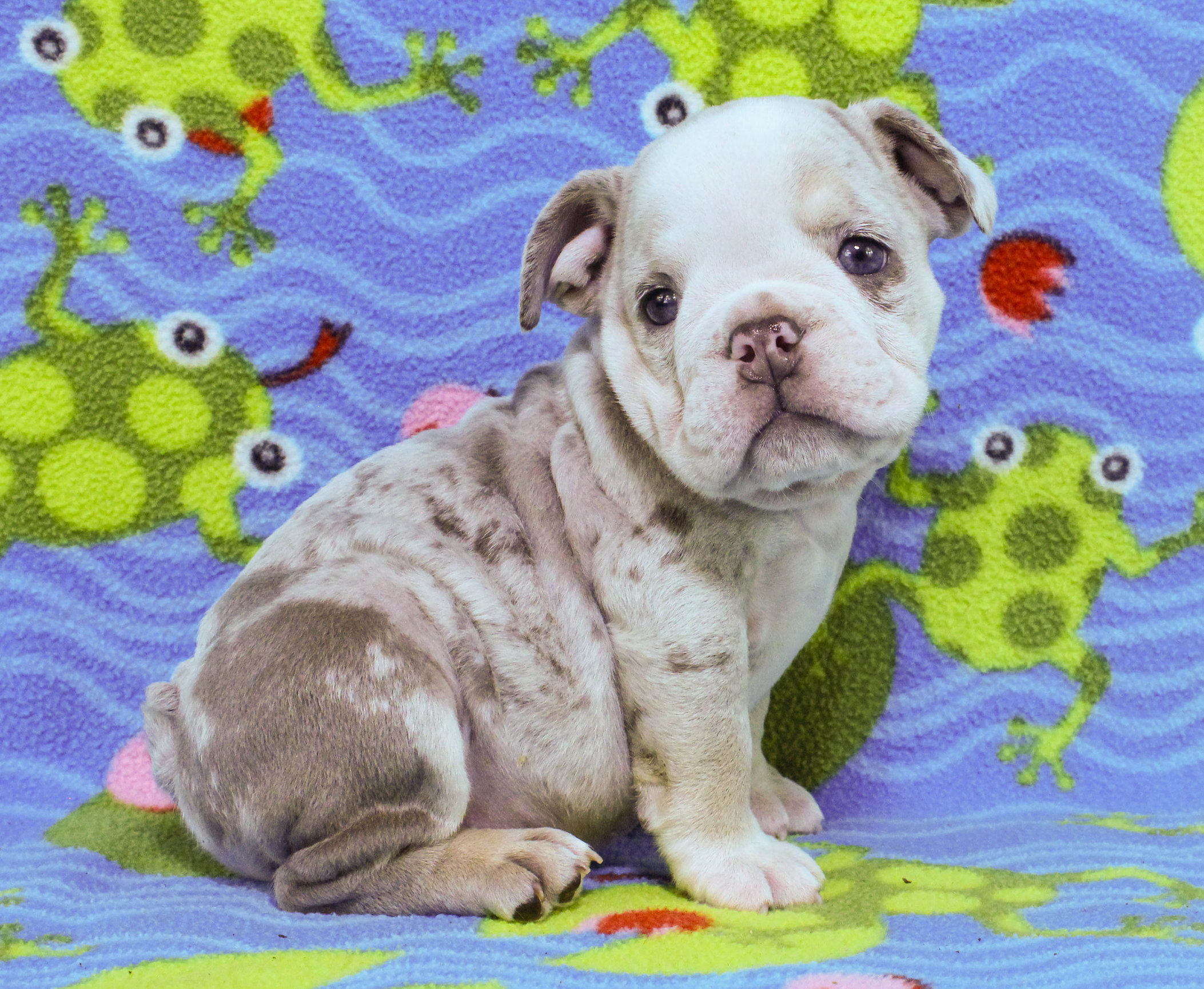 Home of the Smaller AKC English Bulldog Puppies - Newbies