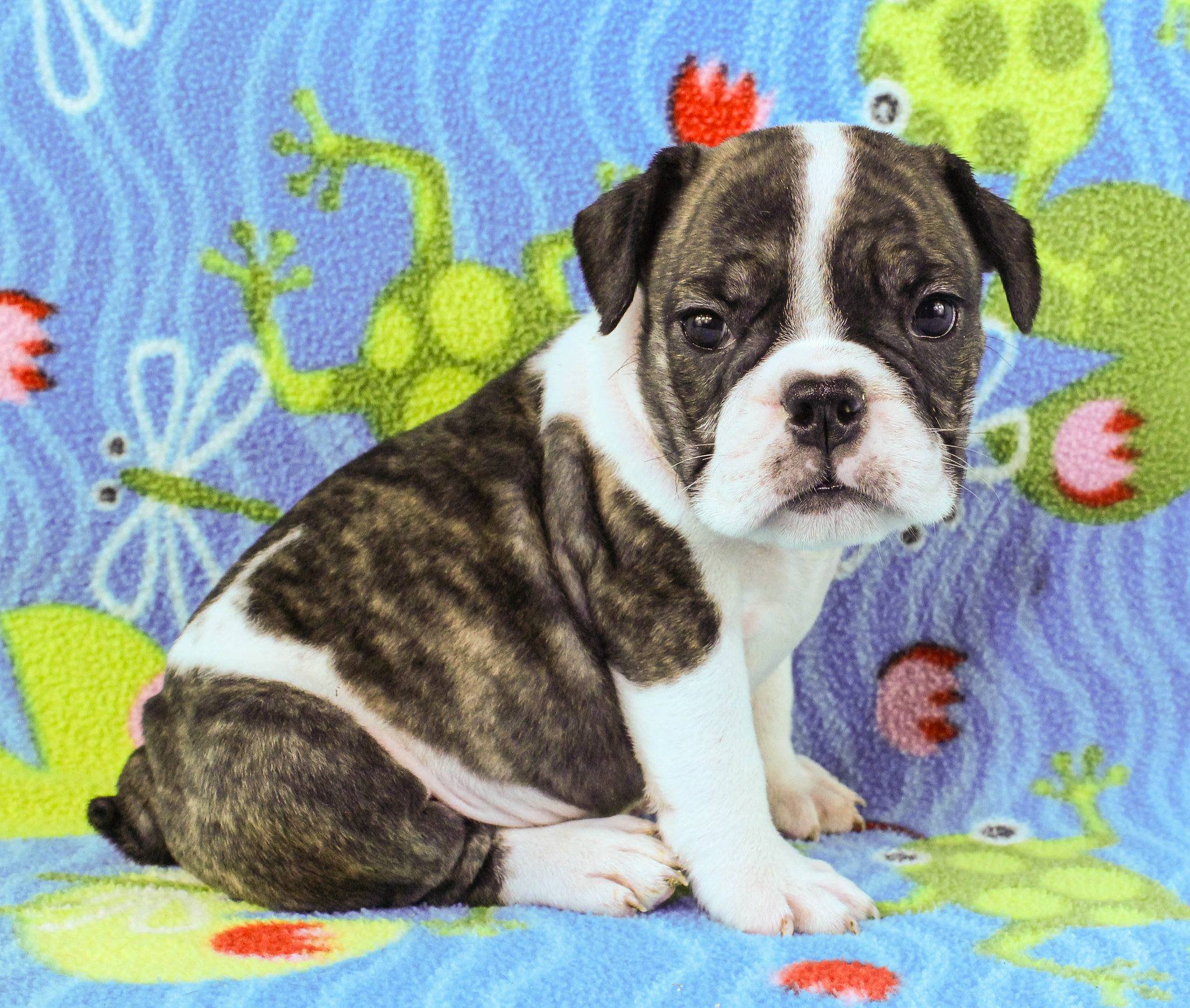 Home of the Smaller AKC English Bulldog Puppies - Newbies