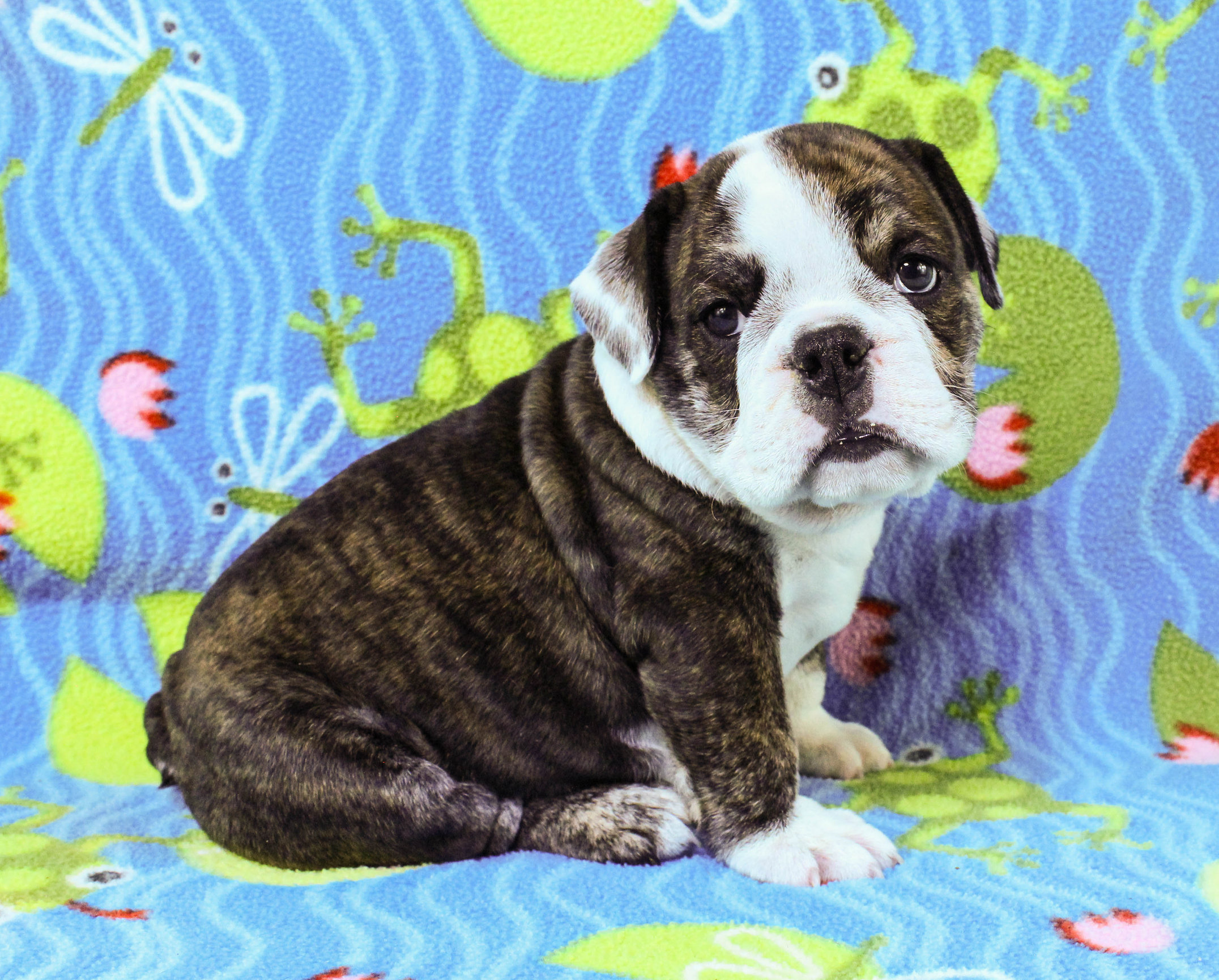 Home of the Smaller AKC English Bulldog Puppies - Newbies