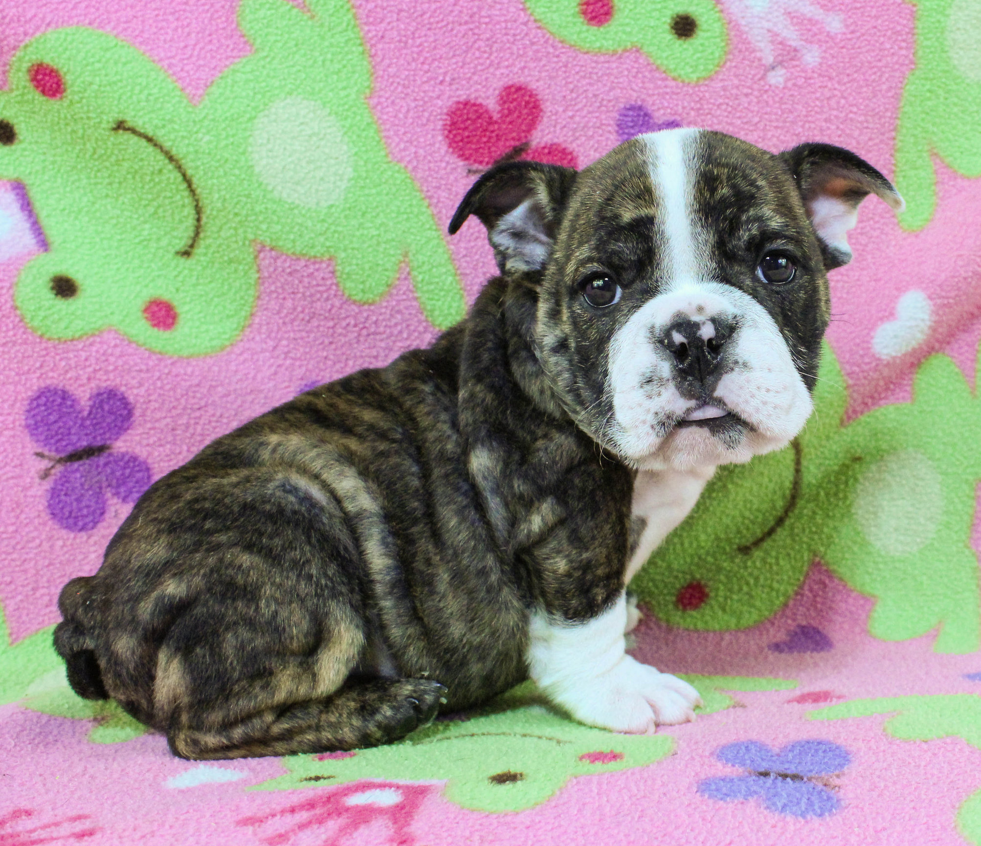 Home of the Smaller AKC English Bulldog Puppies - Newbies