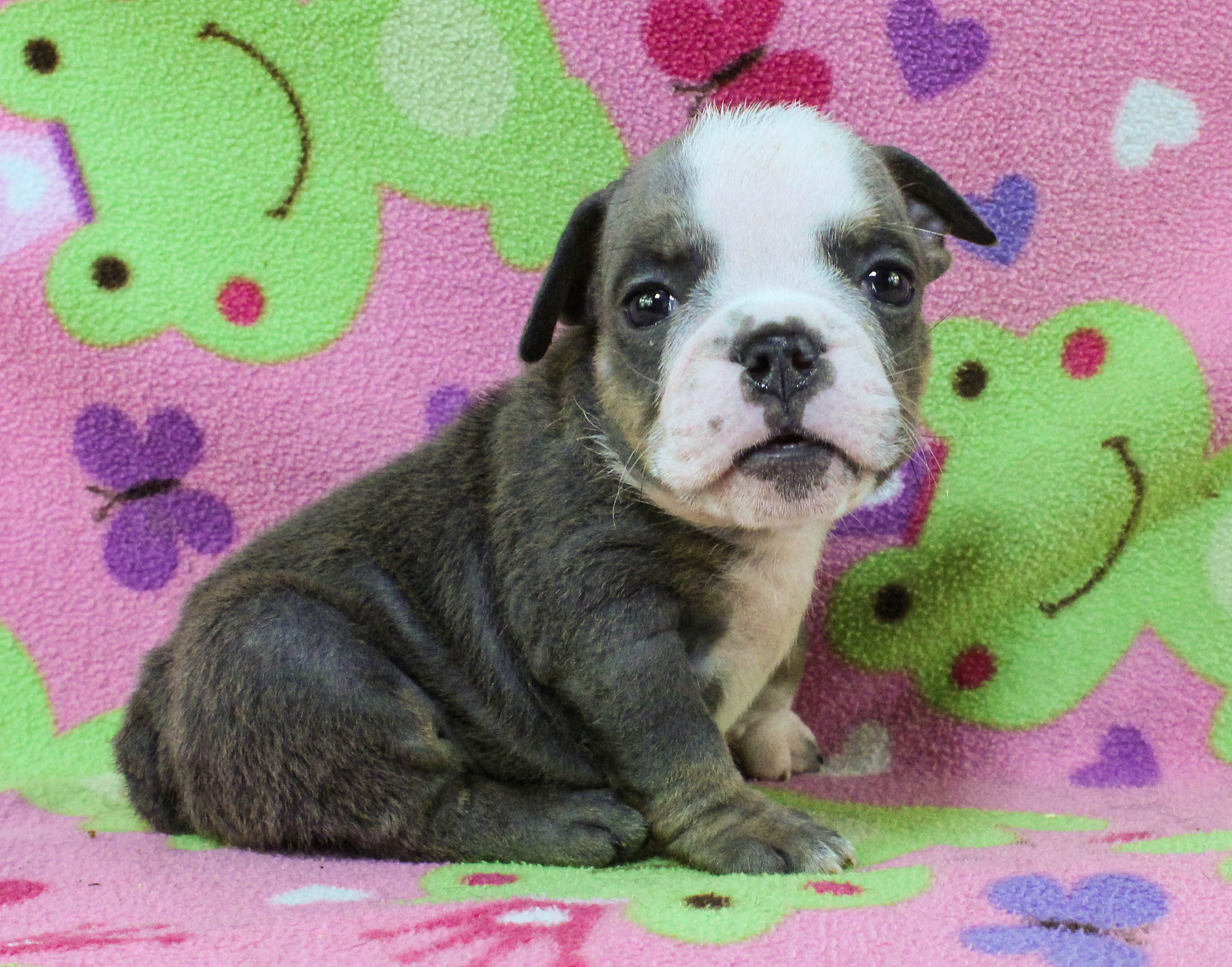 Home of the Smaller AKC English Bulldog Puppies - Newbies