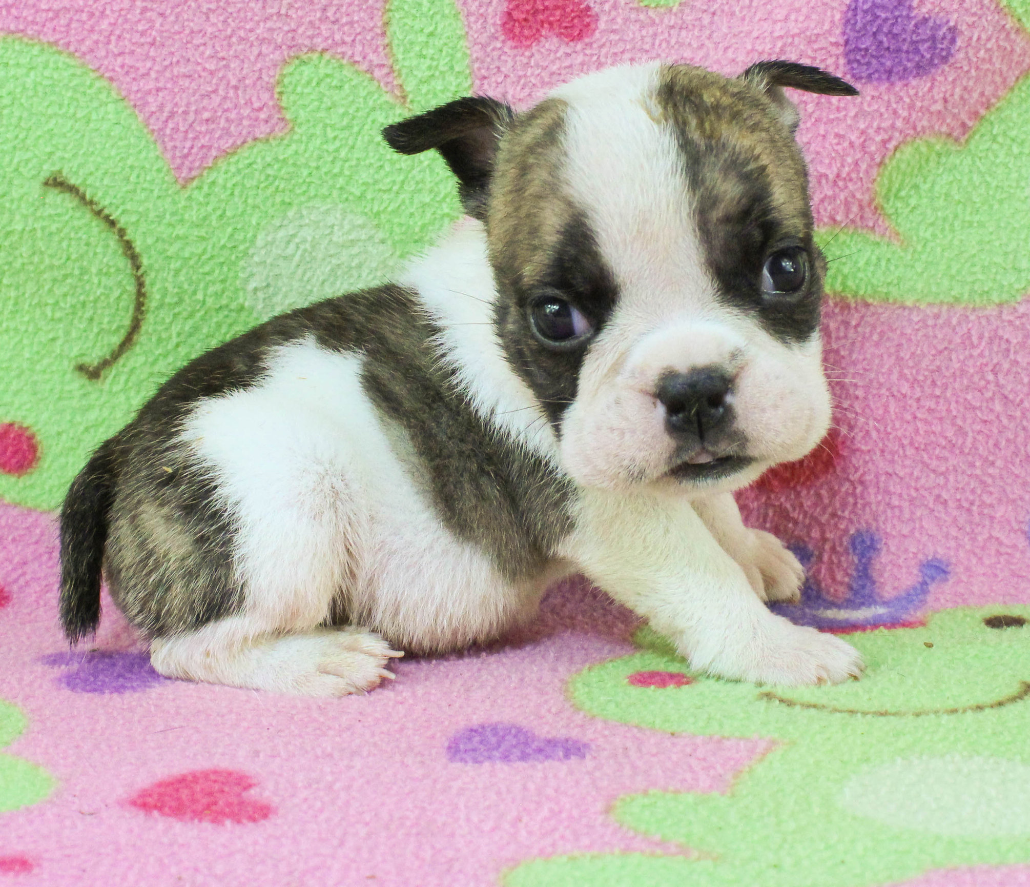 Home of the Smaller AKC English Bulldog Puppies - Newbies