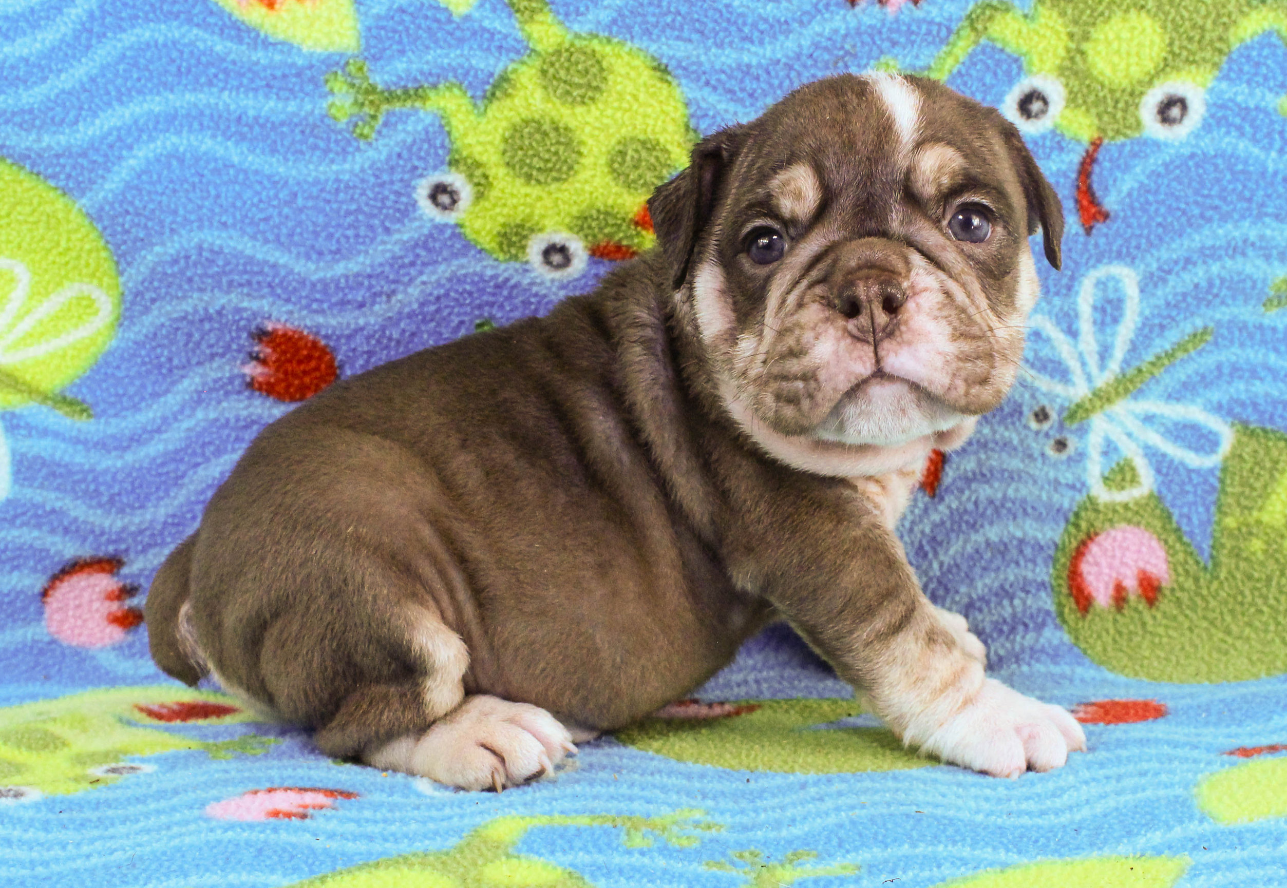 Home of the Smaller AKC English Bulldog Puppies - Newbies