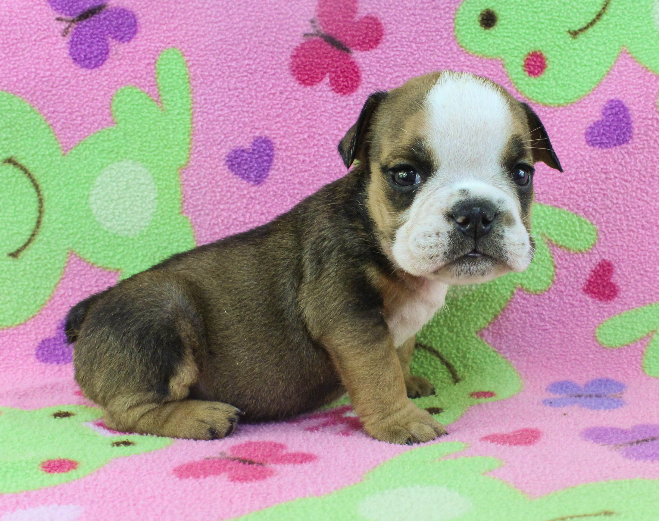 Home of the Smaller AKC English Bulldog Puppies - Newbies