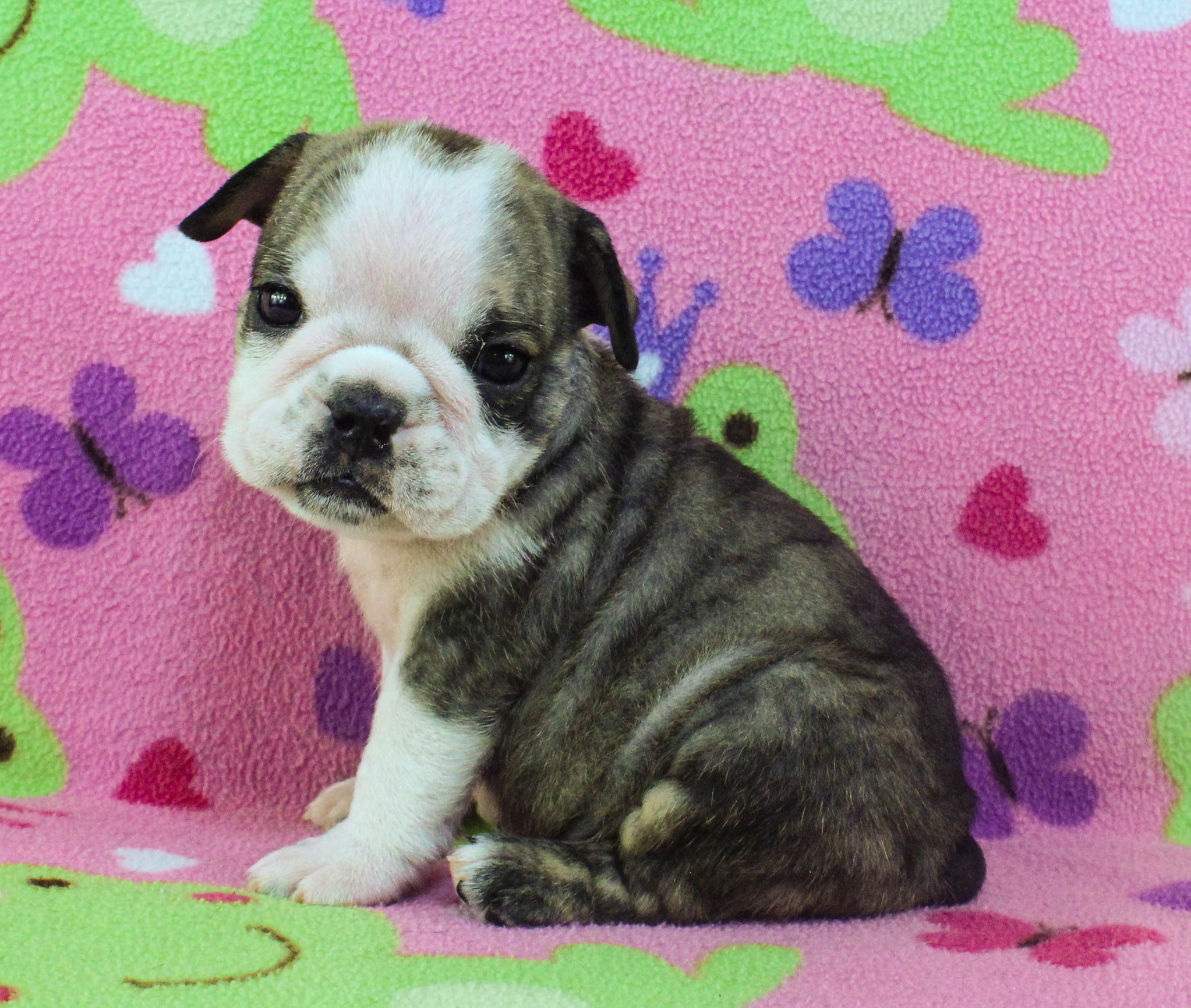 Home of the Smaller AKC English Bulldog Puppies - Newbies