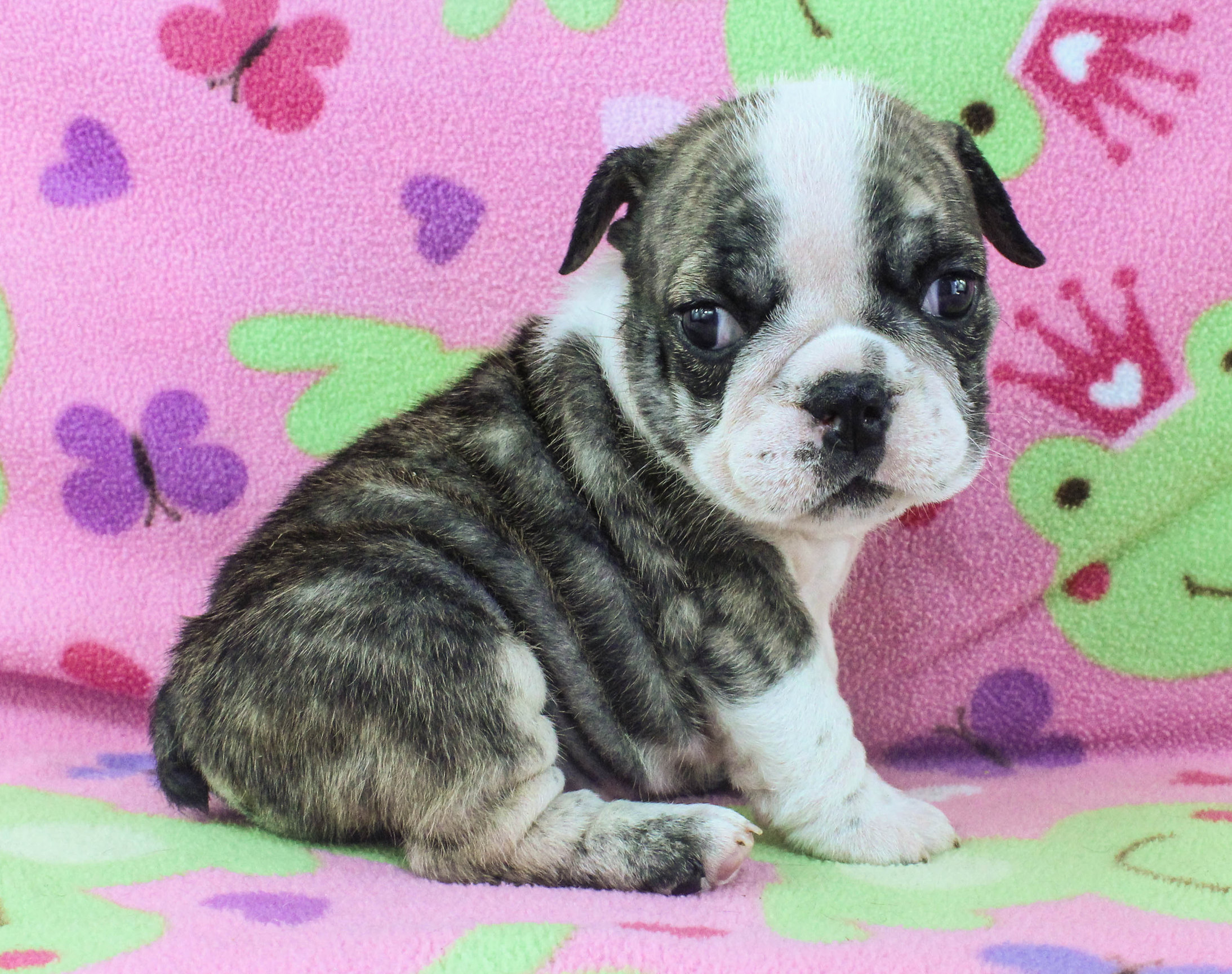 Home of the Smaller AKC English Bulldog Puppies - Newbies