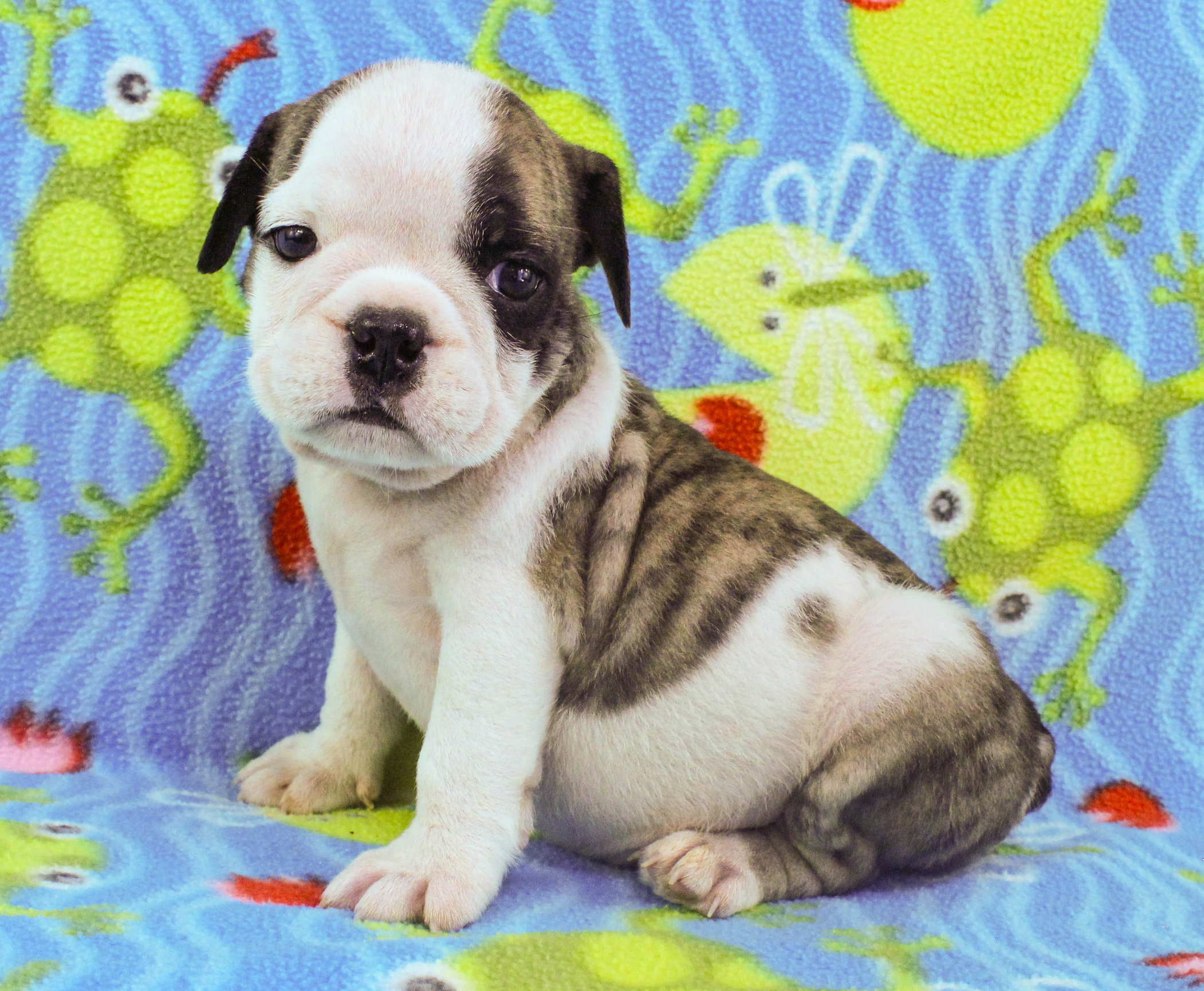 Home of the Smaller AKC English Bulldog Puppies - Newbies