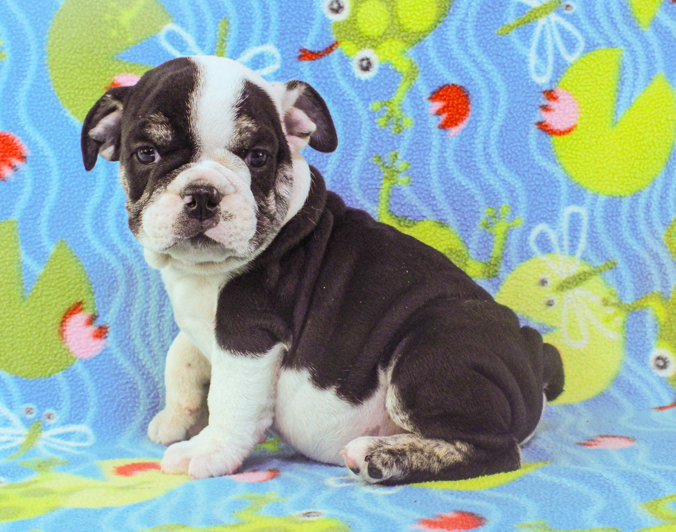 Home of the Smaller AKC English Bulldog Puppies - Newbies
