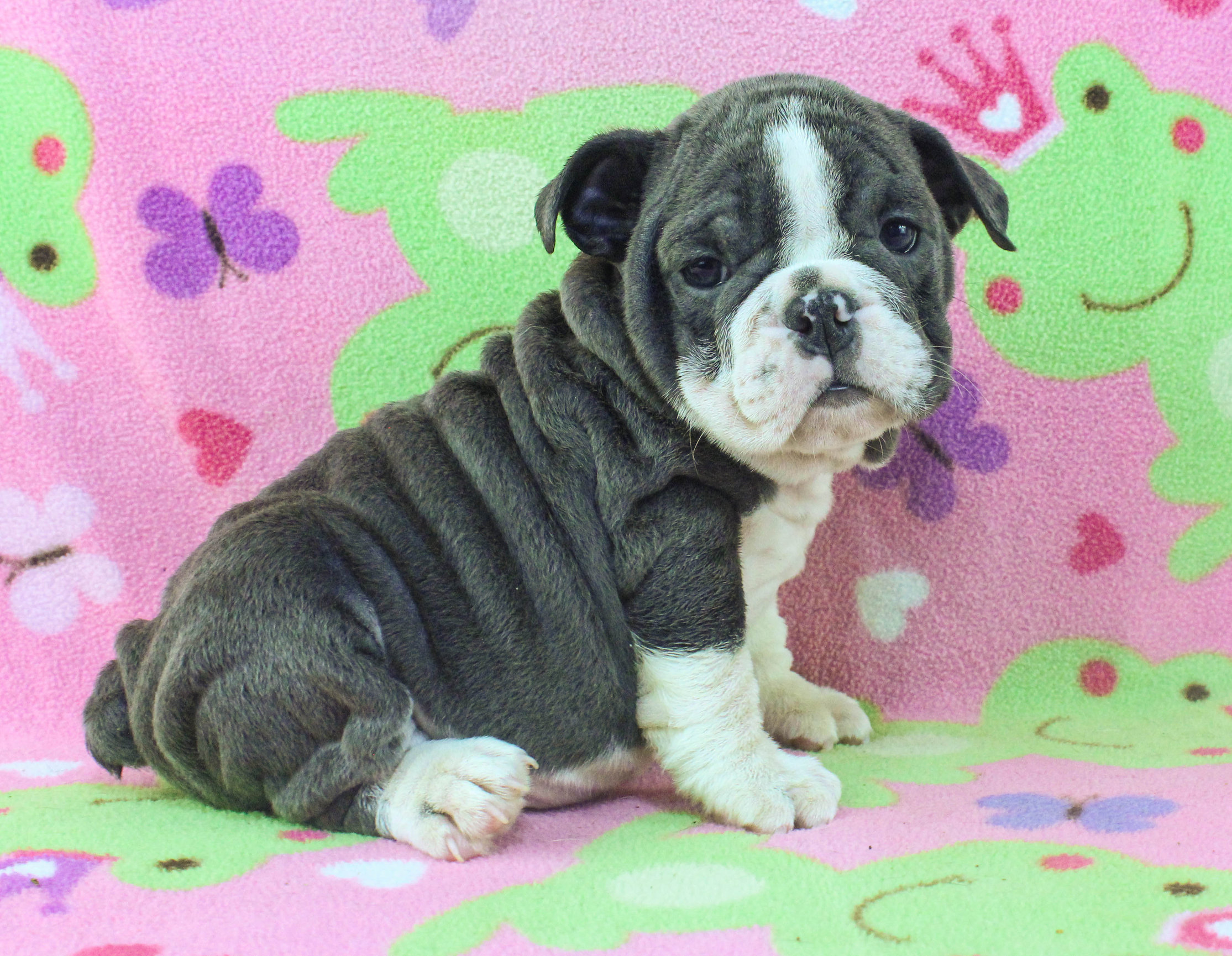 Home of the Smaller AKC English Bulldog Puppies - Newbies