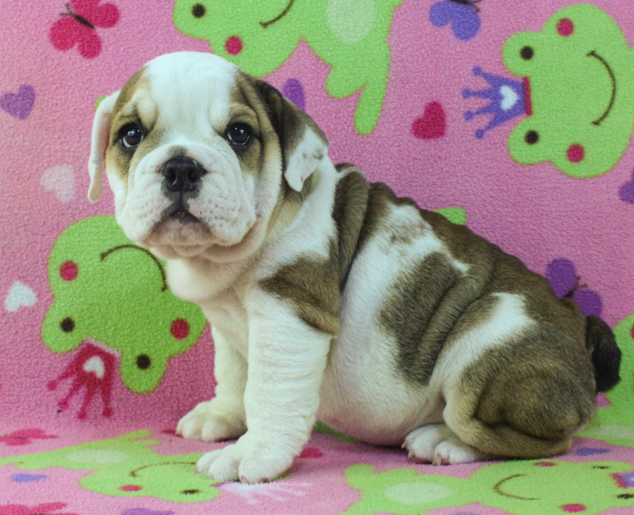 Home of the Smaller AKC English Bulldog Puppies - Newbies