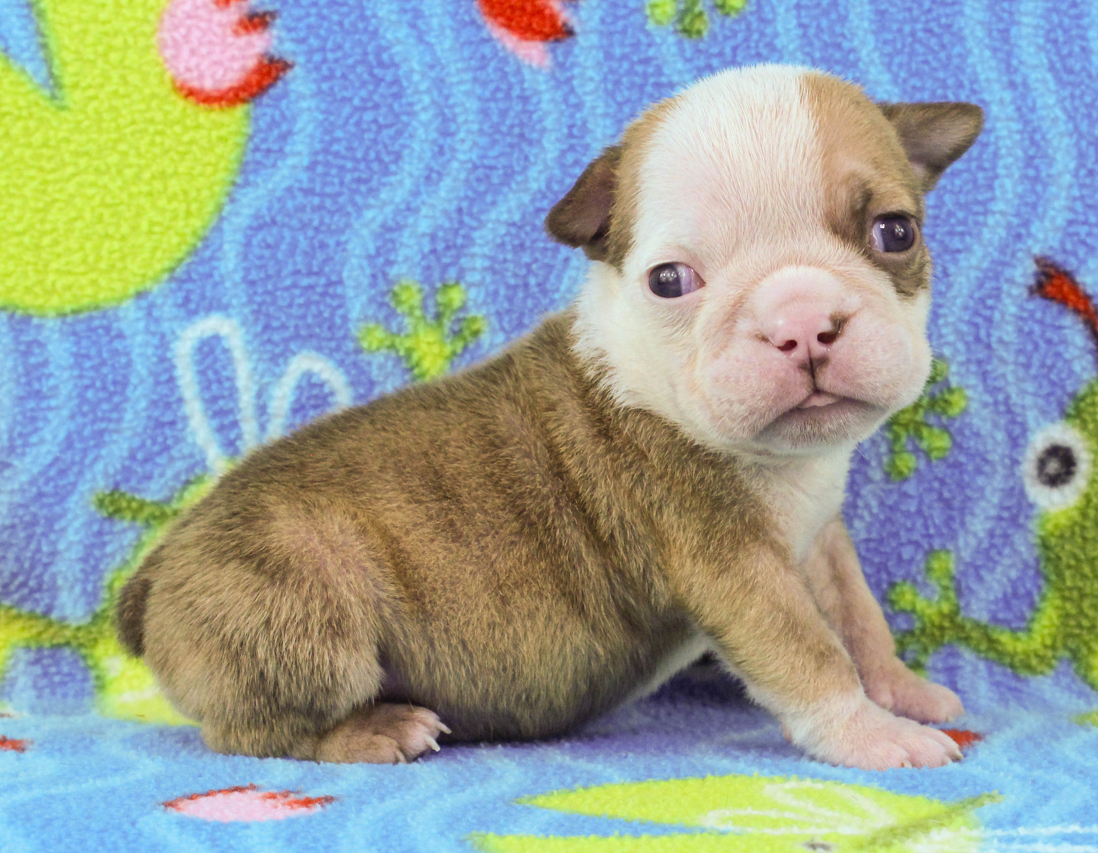 Home of the Smaller AKC English Bulldog Puppies - Newbies