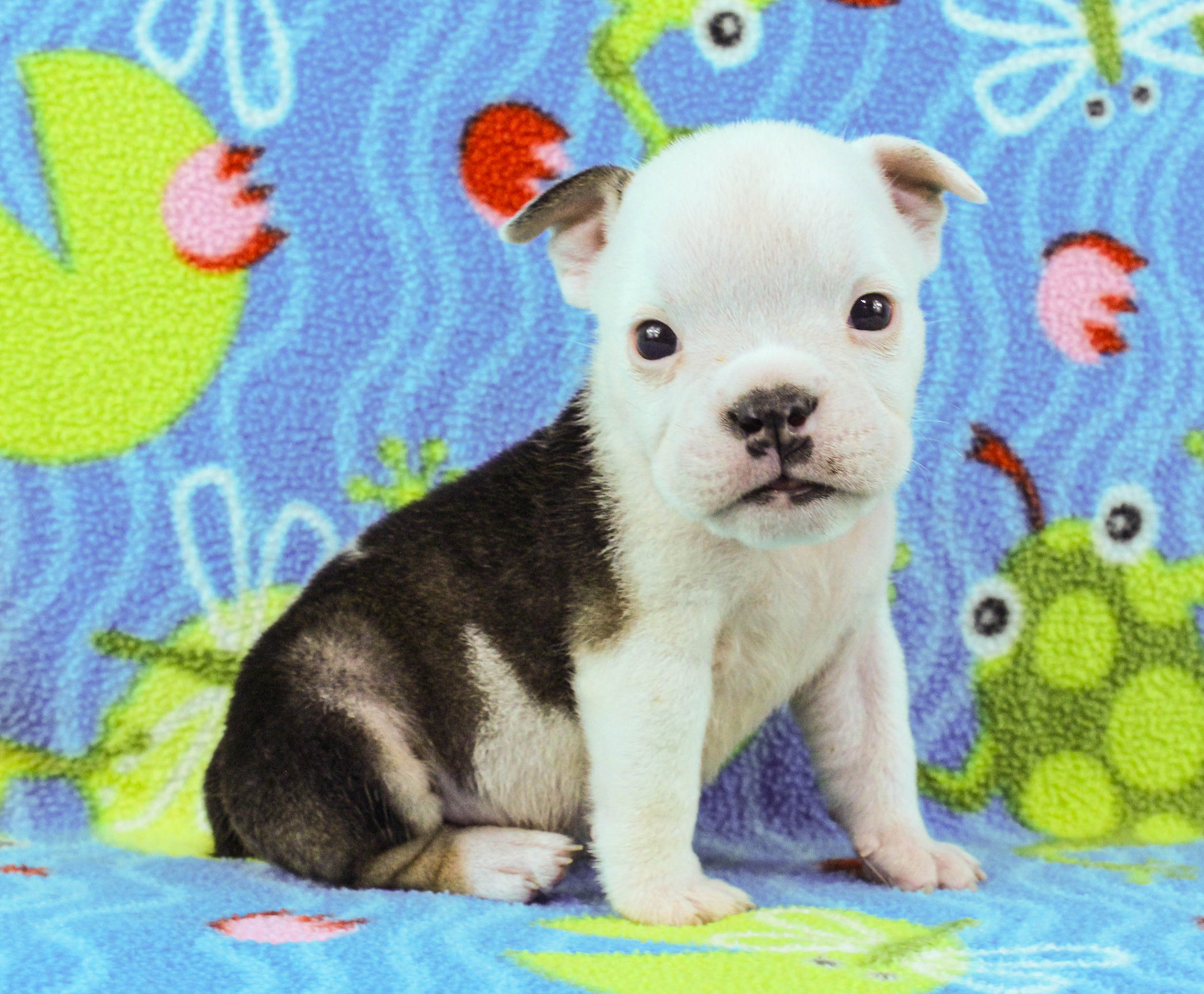 Home of the Smaller AKC English Bulldog Puppies - Newbies