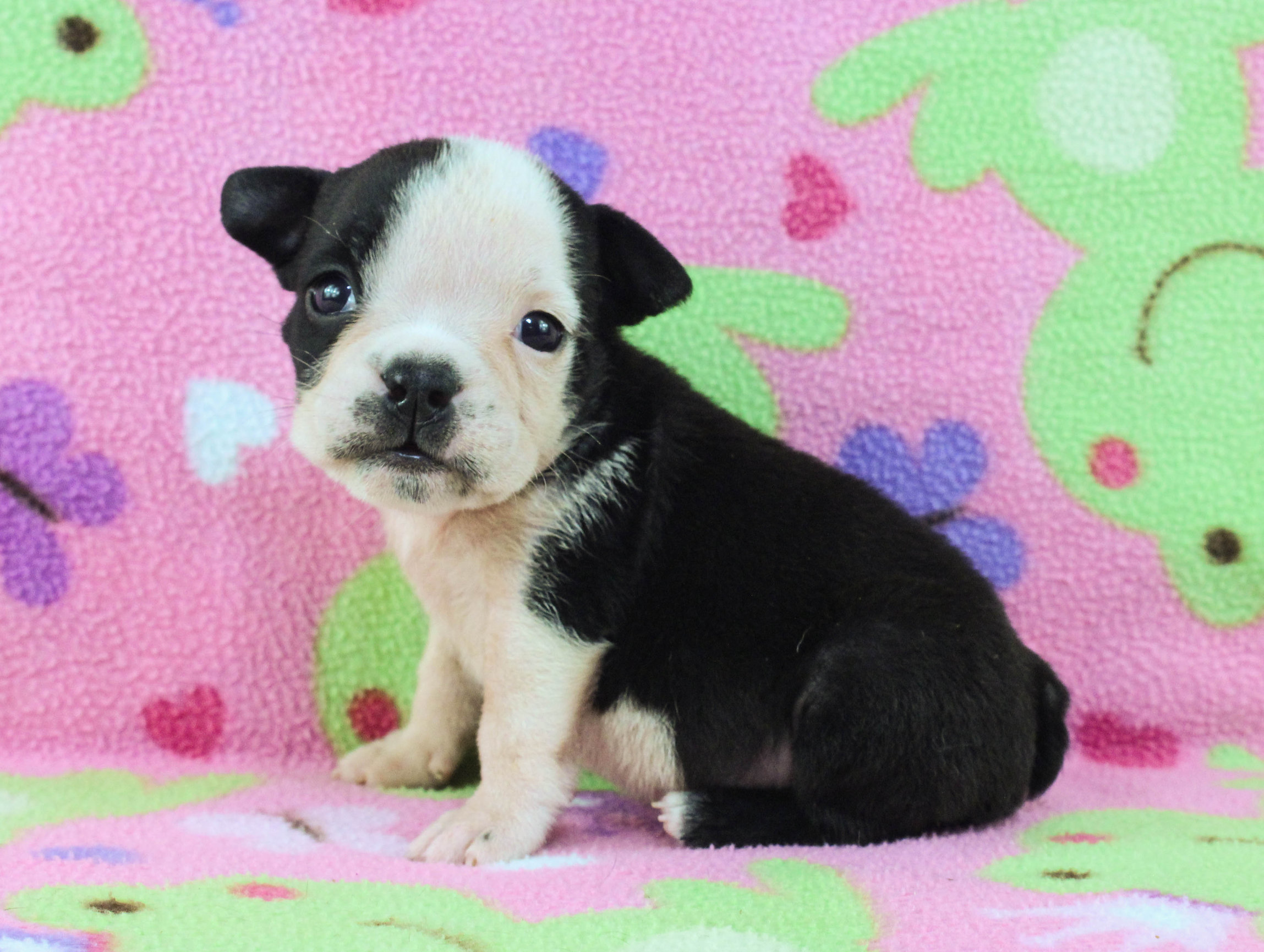 Home of the Smaller AKC English Bulldog Puppies - Newbies