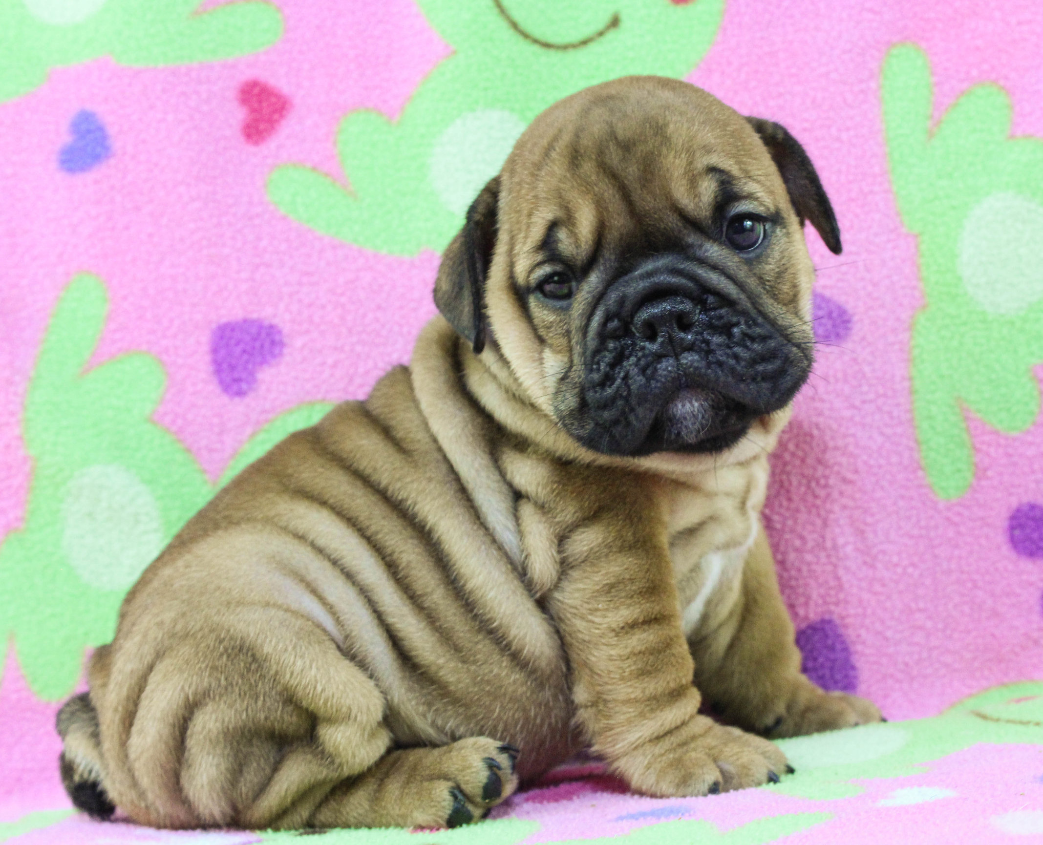 Home of the Smaller AKC English Bulldog Puppies - Newbies