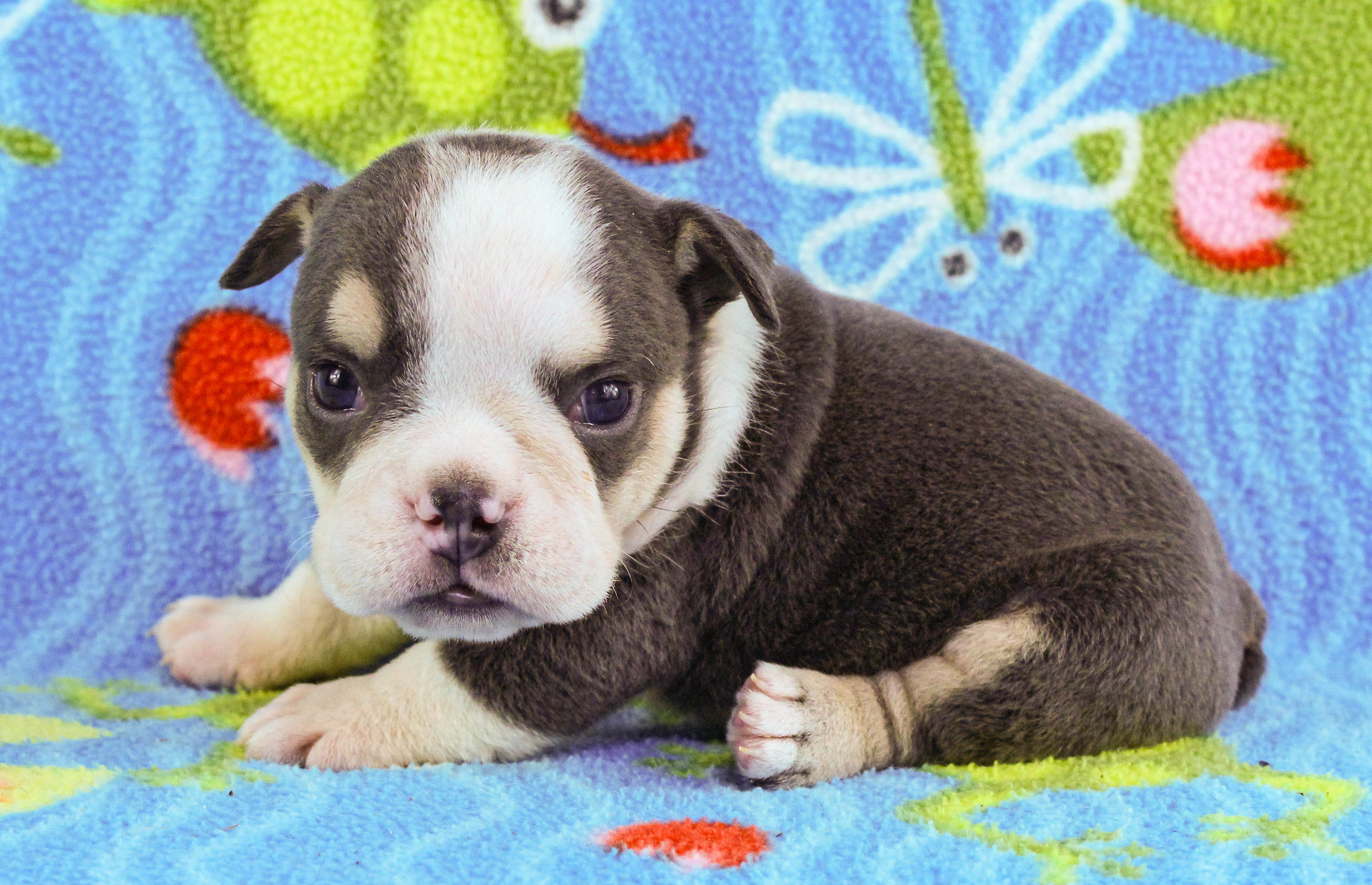 Home of the Smaller AKC English Bulldog Puppies - Newbies