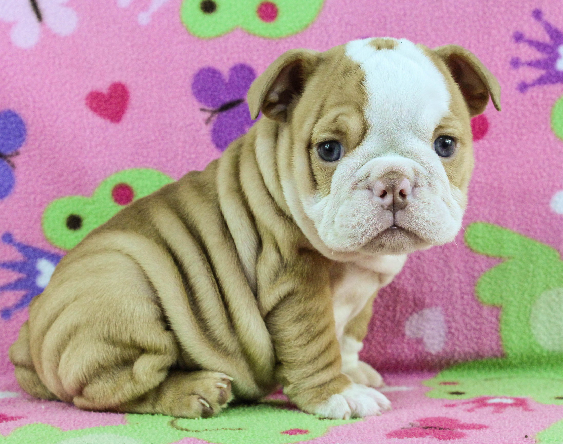 Home of the Smaller AKC English Bulldog Puppies - Newbies