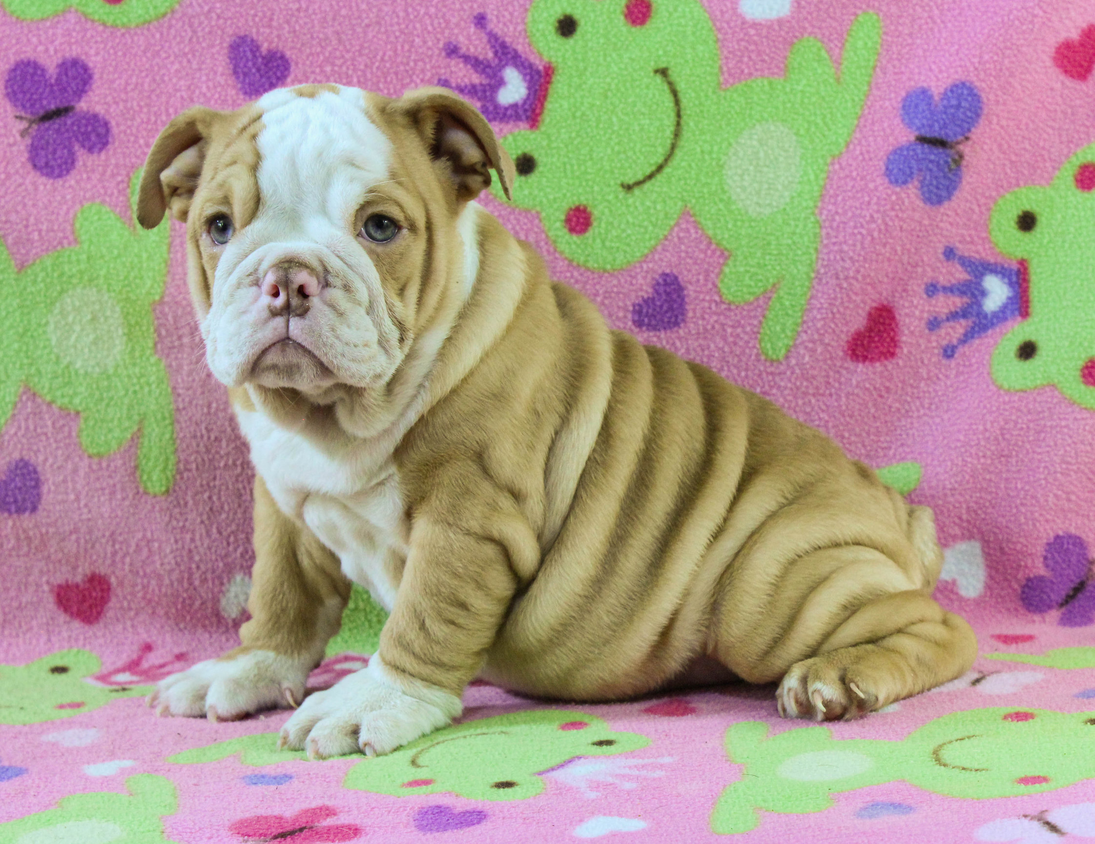 Home of the Smaller AKC English Bulldog Puppies - Newbies