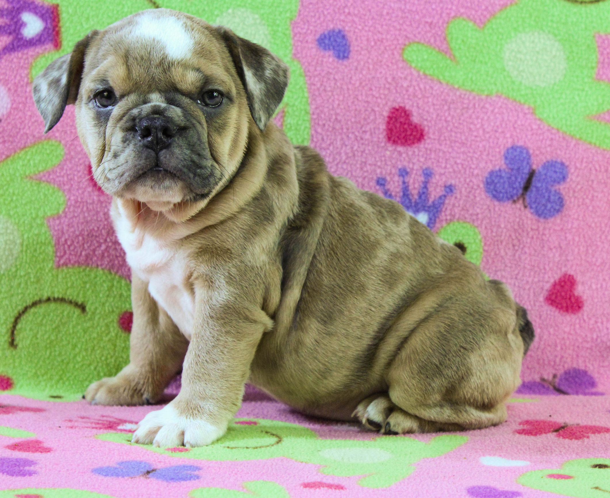 Home of the Smaller AKC English Bulldog Puppies - Newbies