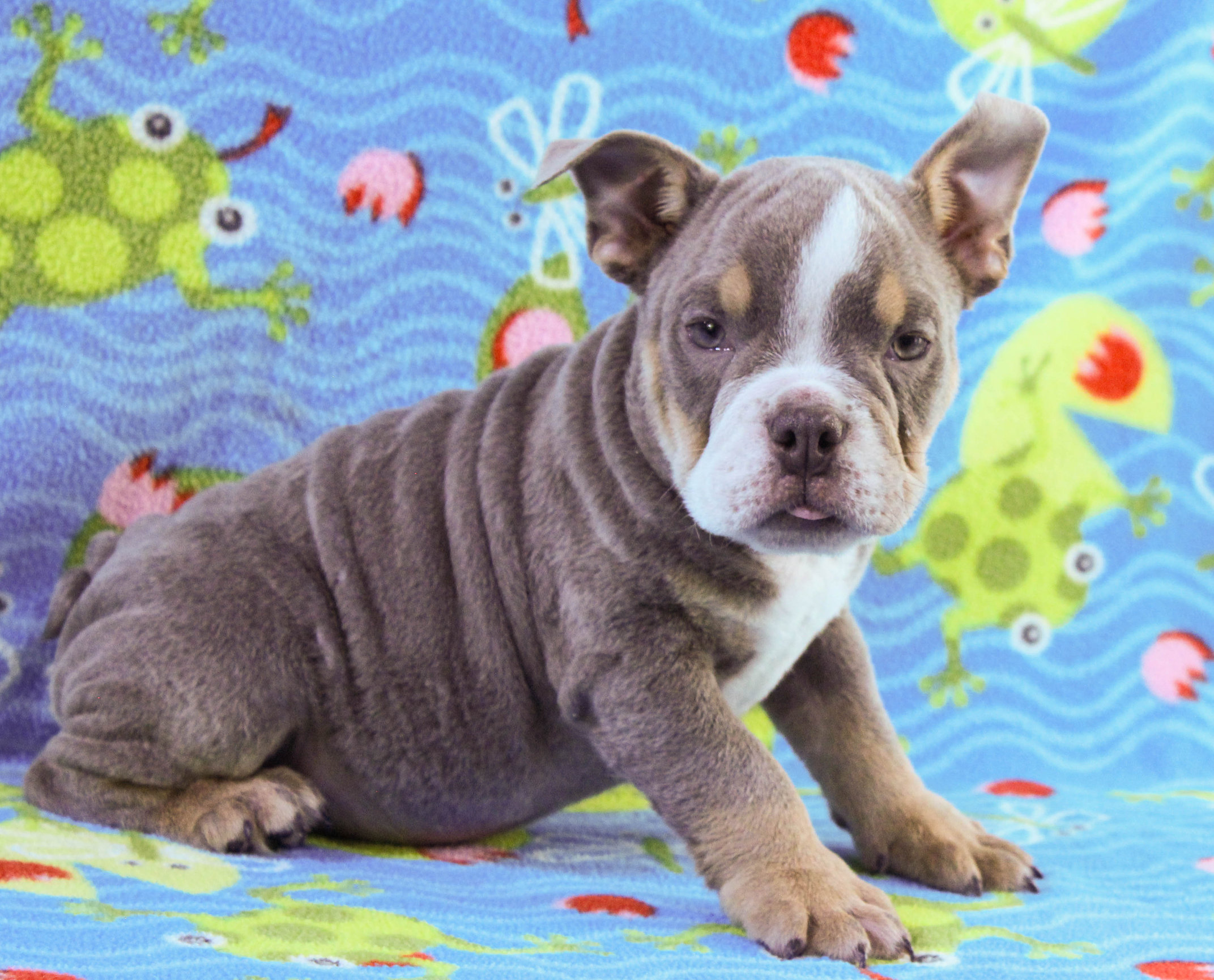 Home of the Smaller AKC English Bulldog Puppies - Newbies