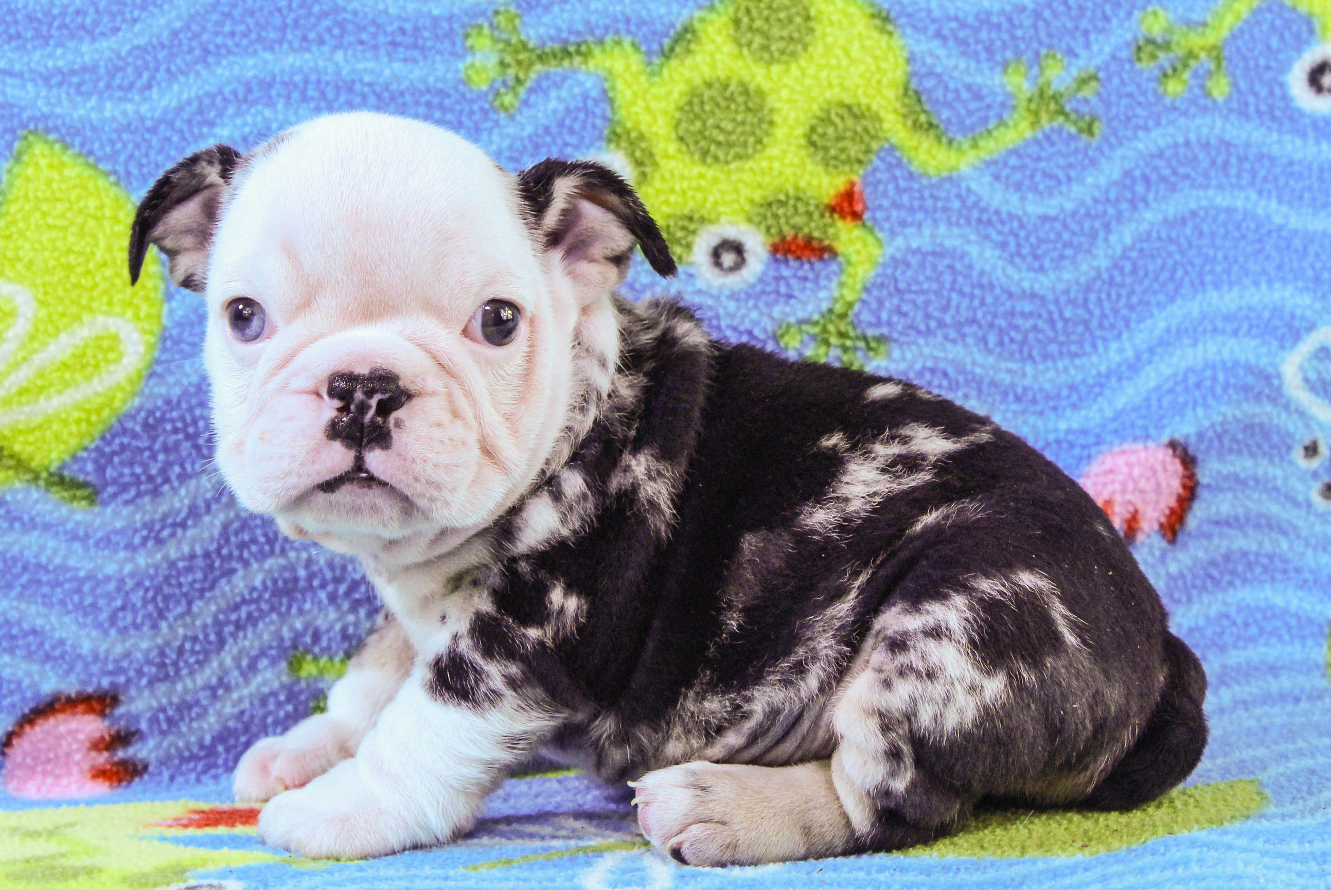 Home of the Smaller AKC English Bulldog Puppies - Newbies