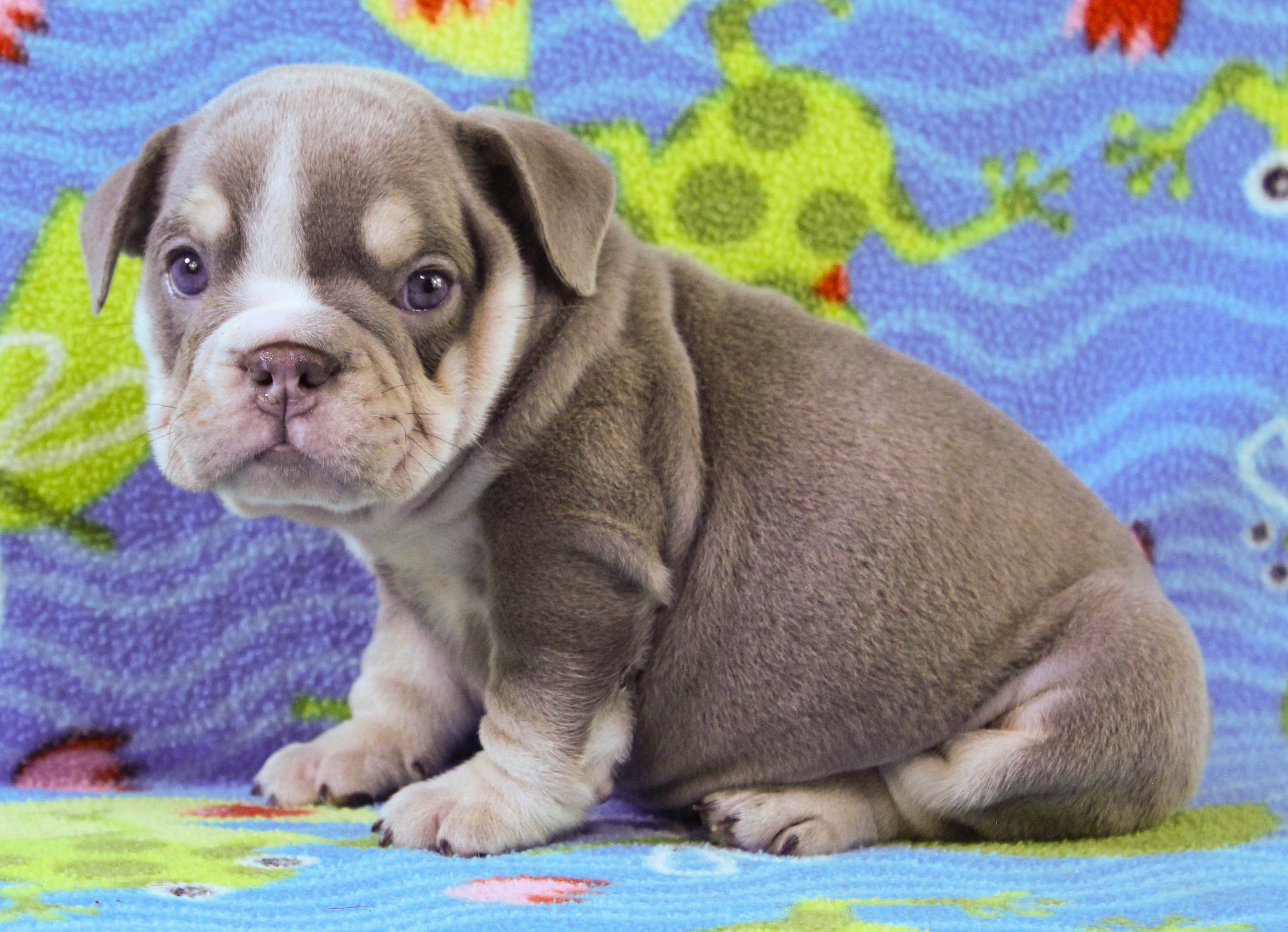 Home of the Smaller AKC English Bulldog Puppies - Newbies