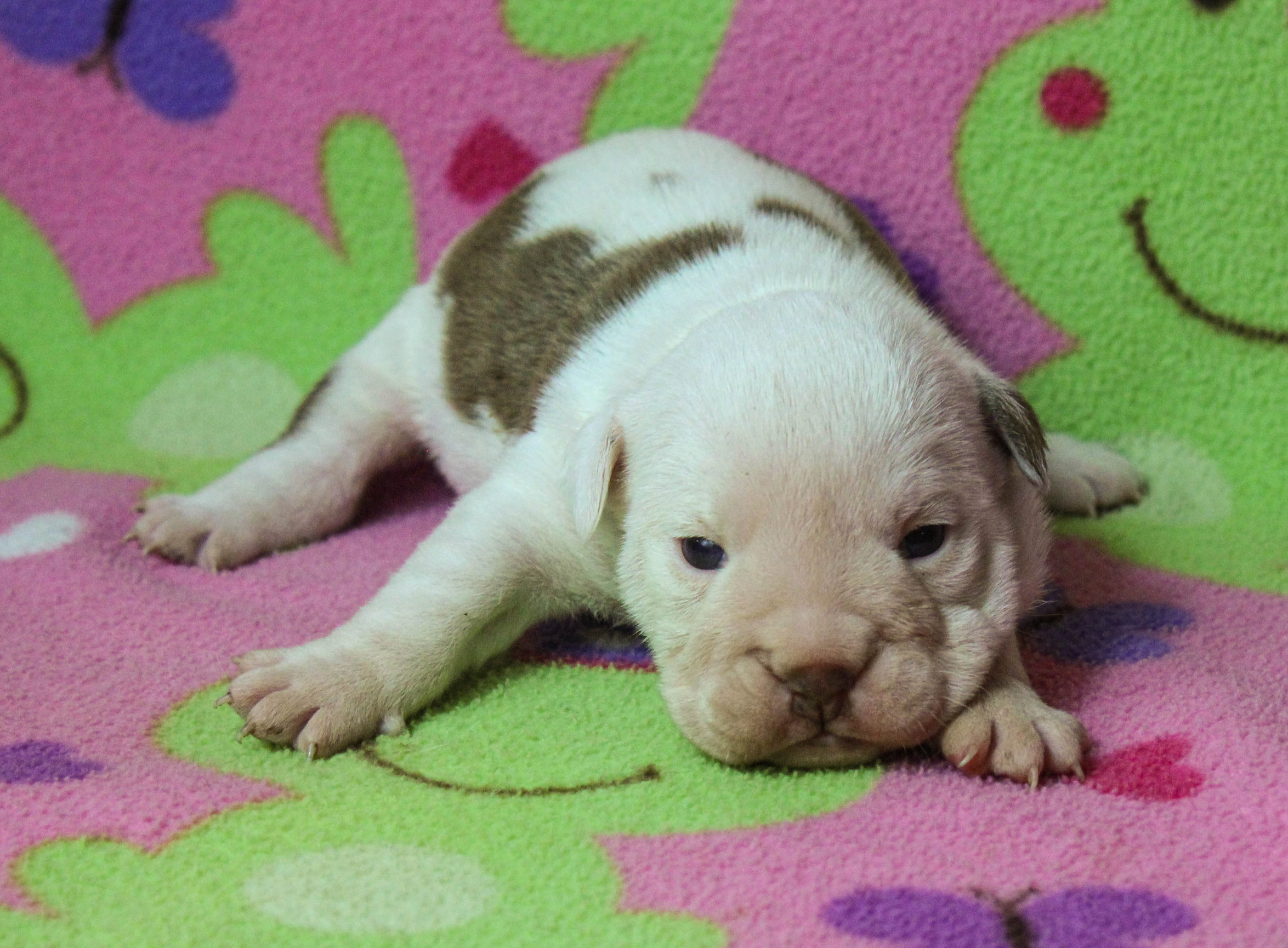 Home of the Smaller AKC English Bulldog Puppies - Newbies