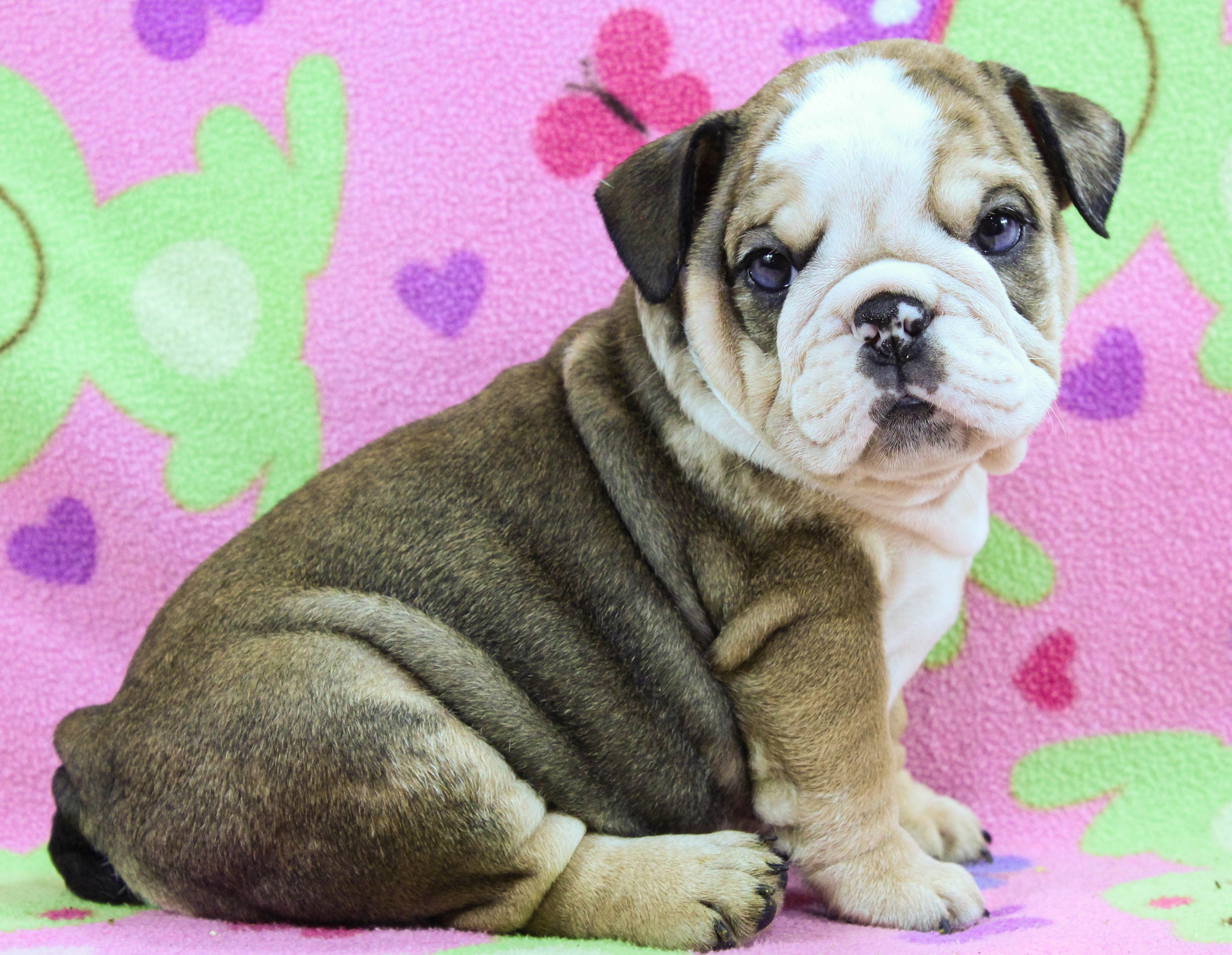 Home of the Smaller AKC English Bulldog Puppies - Newbies