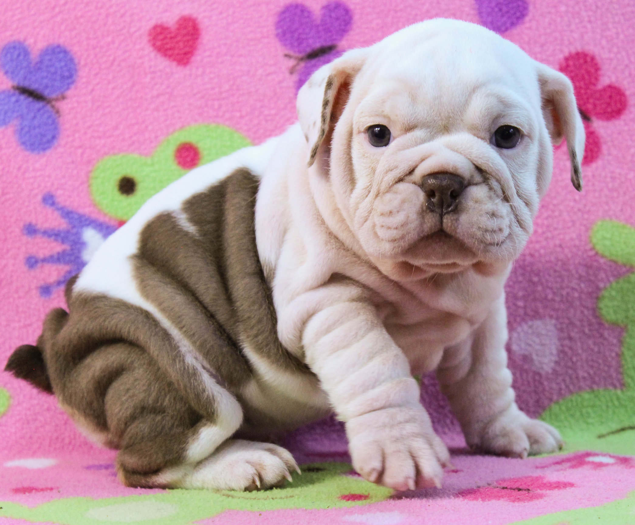 Home of the Smaller AKC English Bulldog Puppies - Newbies