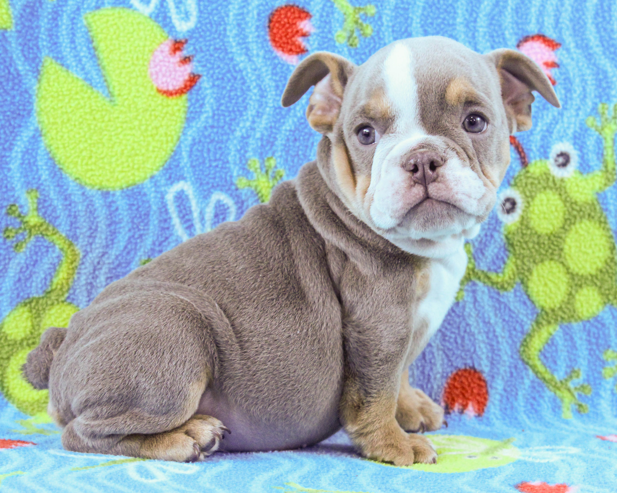 English Bulldog Puppy Teething Information, image size:2163x1730