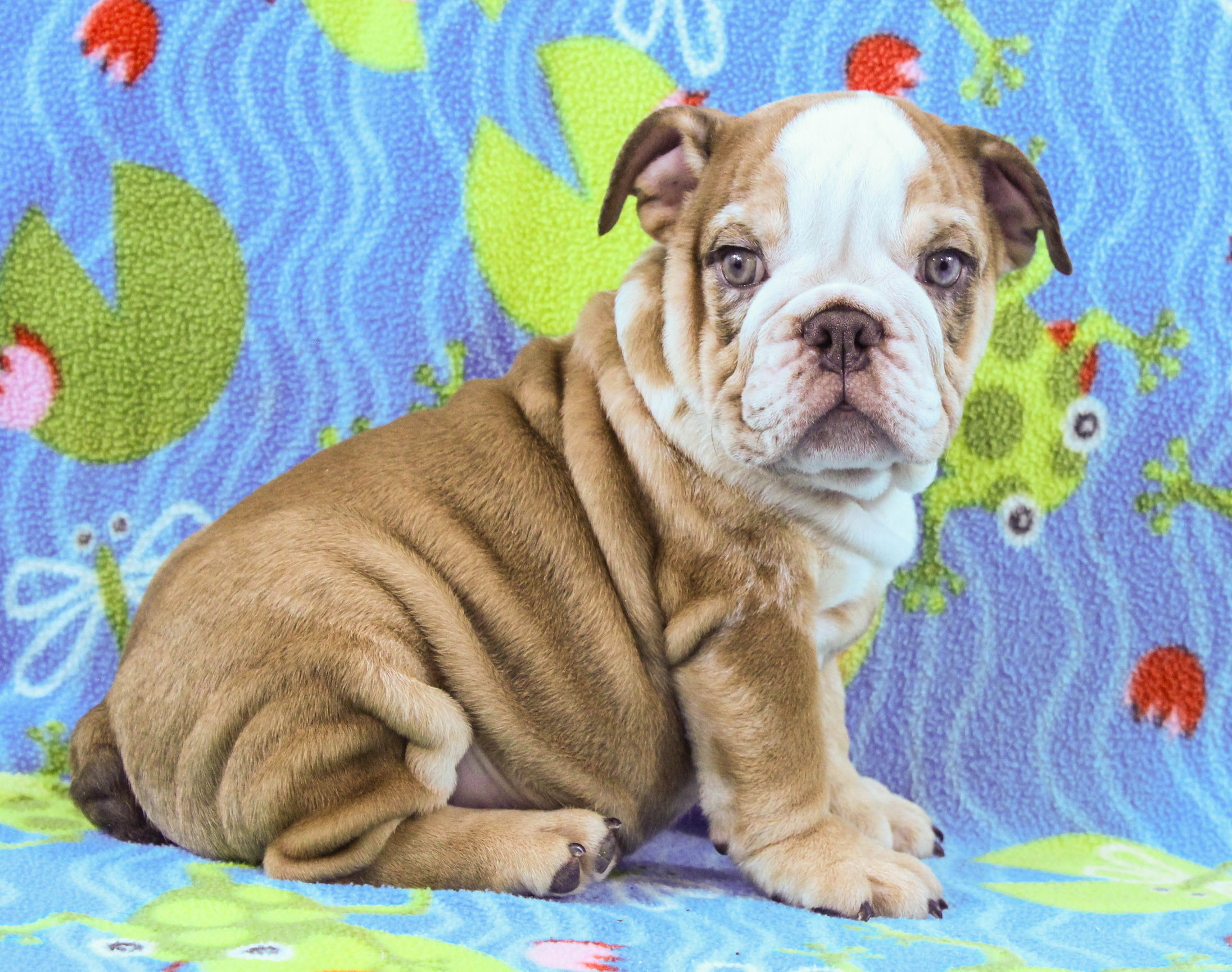 Home of the Smaller AKC English Bulldog Puppies - Newbies