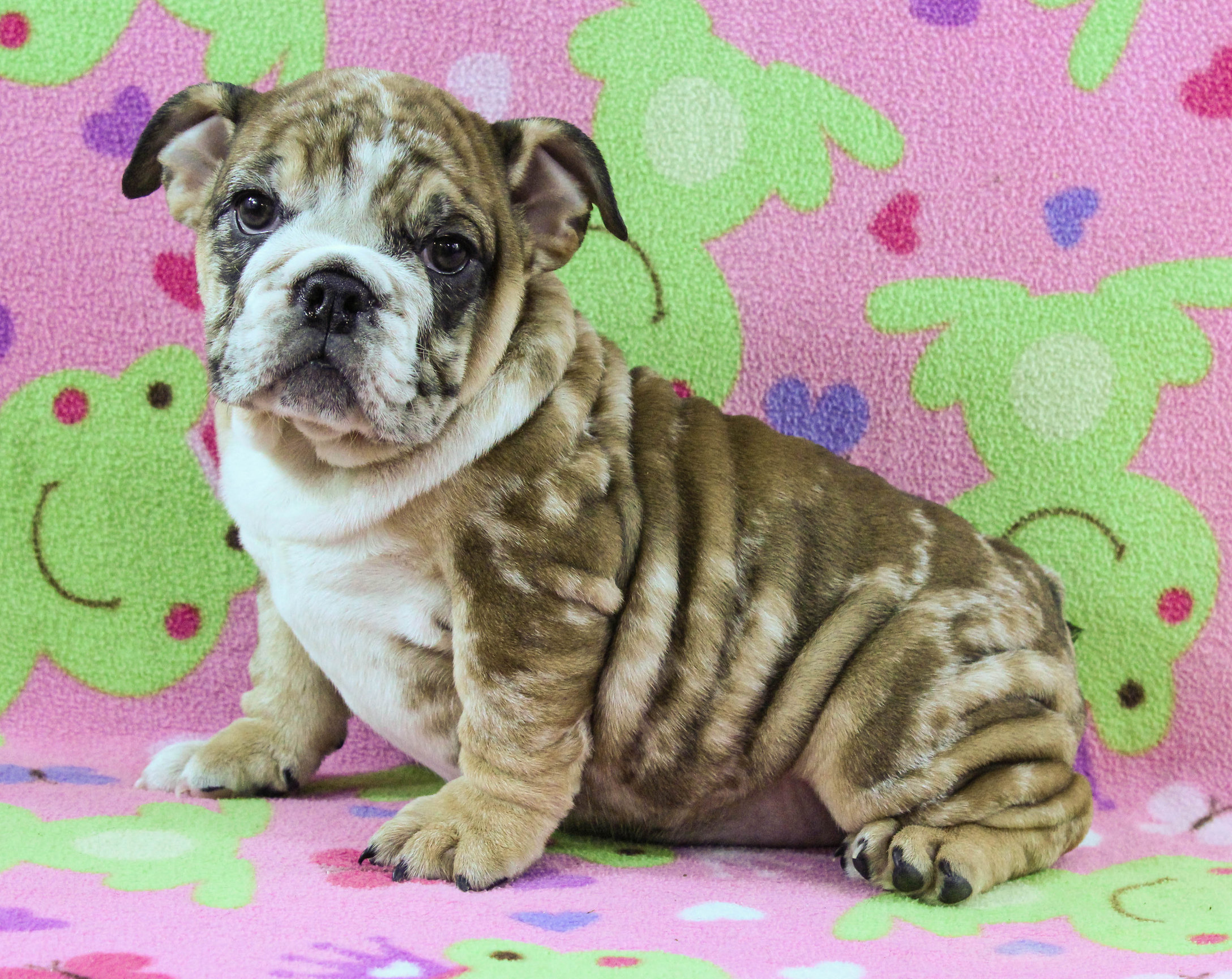 Home of the Smaller AKC English Bulldog Puppies - Newbies